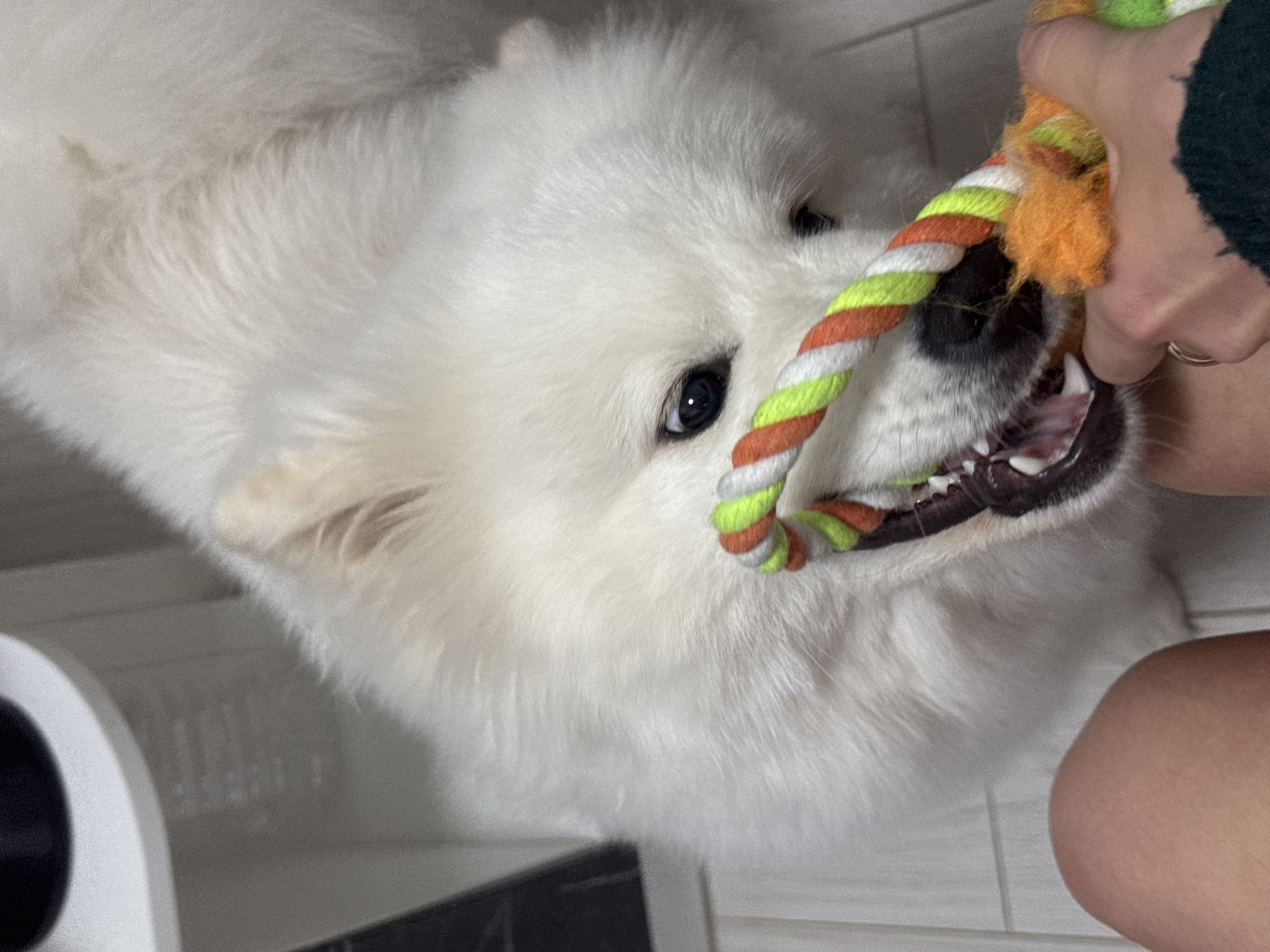 A fluffy white Samoyed dog is playing tug-of-war with a person. The dog is biting down on a colorful rope toy with orange, white, and green stripes. The person, wearing a dark green shirt and a ring, holds the other end of the toy. The scene appears to be indoors, with a white and gray tiled floor and part of a white object visible in the lower left corner. The image was taken at an angle, with the dog's face prominently displayed. There is no evidence in the image to confirm the location is in Chaikovsky, Russia.