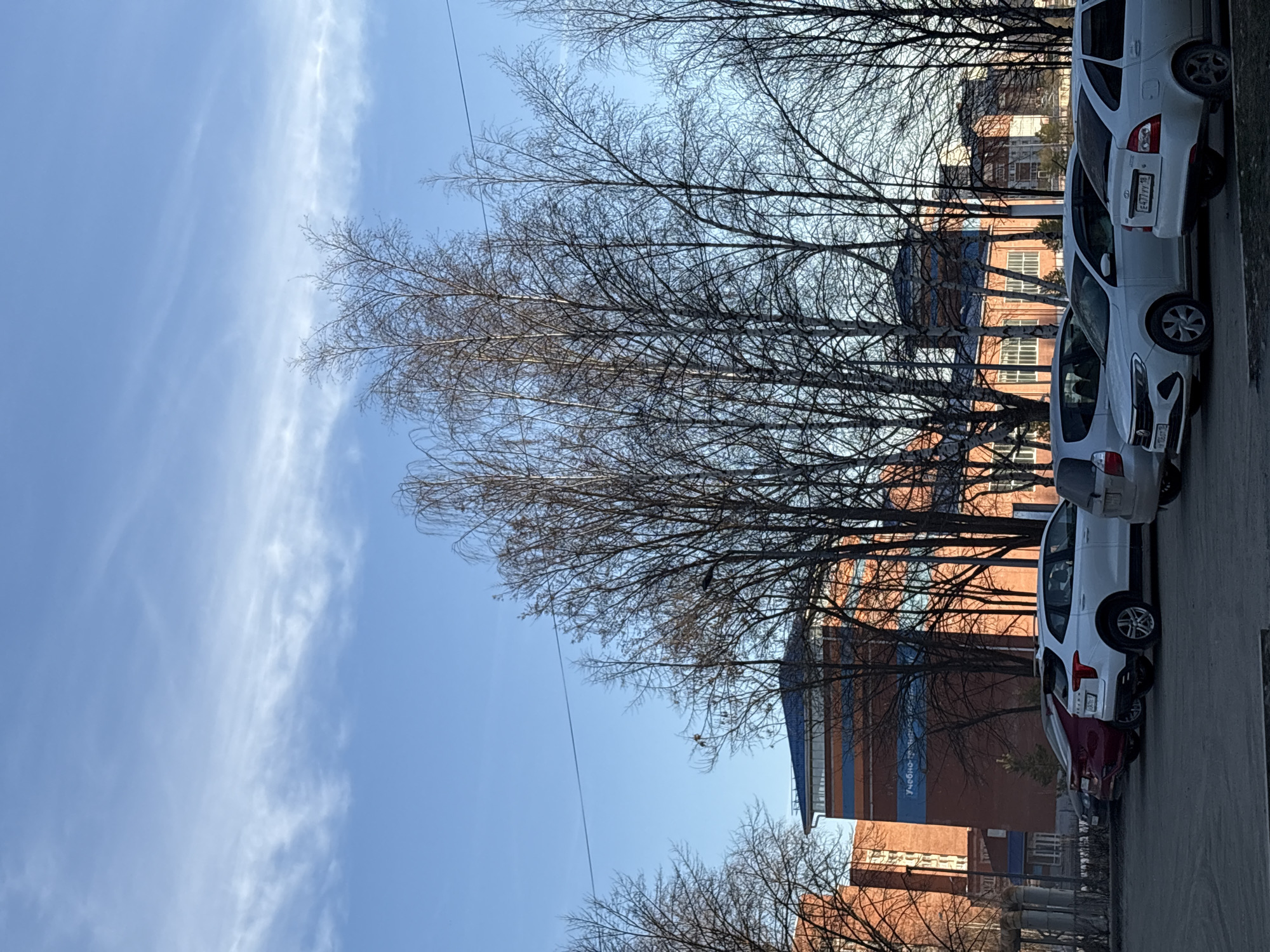 The image presents an outdoor scene in Votkinsk, Russia, captured on a clear, sunny day, likely in late autumn or early spring due to the bare branches of the trees. The sky is bright blue with delicate, wispy white clouds stretching across it.
The foreground and midground are dominated by numerous deciduous trees, their intricate, leafless branches creating a dense, dark network against the sky and buildings. To the right, a row of cars is parked along a paved surface. Most of the visible vehicles are white sedans. A Russian license plate on one white car clearly shows "E477UY 18," and another partially visible plate reads "T105AT 18," confirming the Udmurt Republic region (where Votkinsk is located).
In the background, behind the trees and cars, several brick buildings with multiple windows are visible. One prominent building features a distinctive blue-colored upper section and a vertical blue stripe. Partially visible text on this blue stripe reads "УЧЕБНО-..." (UCHEBNO-...), which translates to "EDUCATIONAL-...," suggesting an educational institution. A thin power line stretches across the upper part of the image. The scene is devoid of people, conveying a quiet, daytime atmosphere.