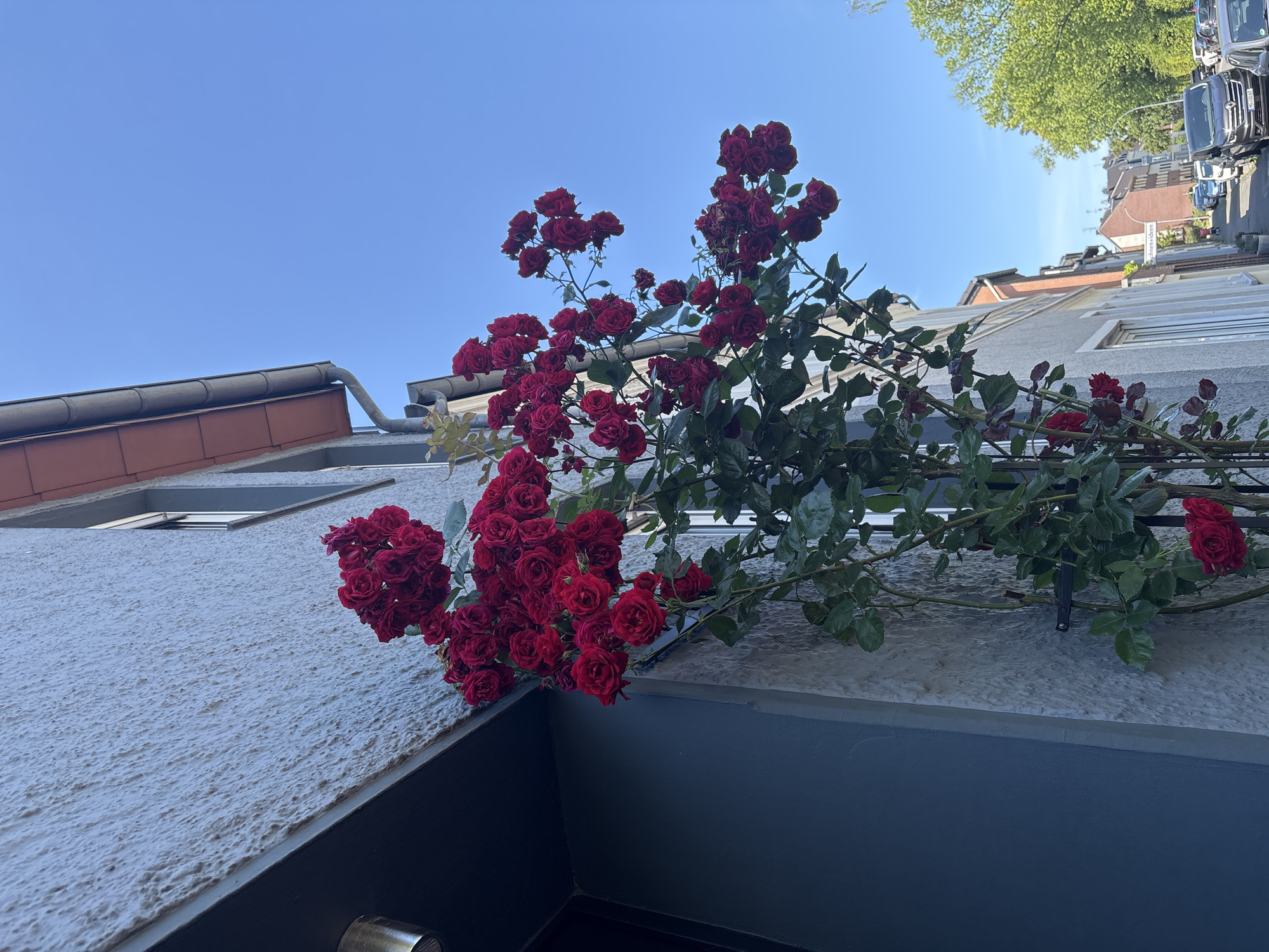 In the city of Mönchengladbach, Germany, a cluster of deep red roses cascades down the exterior of a pale, textured building. The roses climb on a trellis attached to the wall, with some blooms reaching upwards towards the bright blue sky. To the left of the roses, a dark doorway or recessed entrance is visible, with a metallic object, possibly a light fixture, mounted above it. The building's facade has a rough, stucco-like finish. Above the roses, a section of a red-tiled roof with a gray gutter system is visible. Further down the street, other buildings, trees, and parked cars are present, indicating a residential or commercial area. The scene is captured on a clear, sunny day.