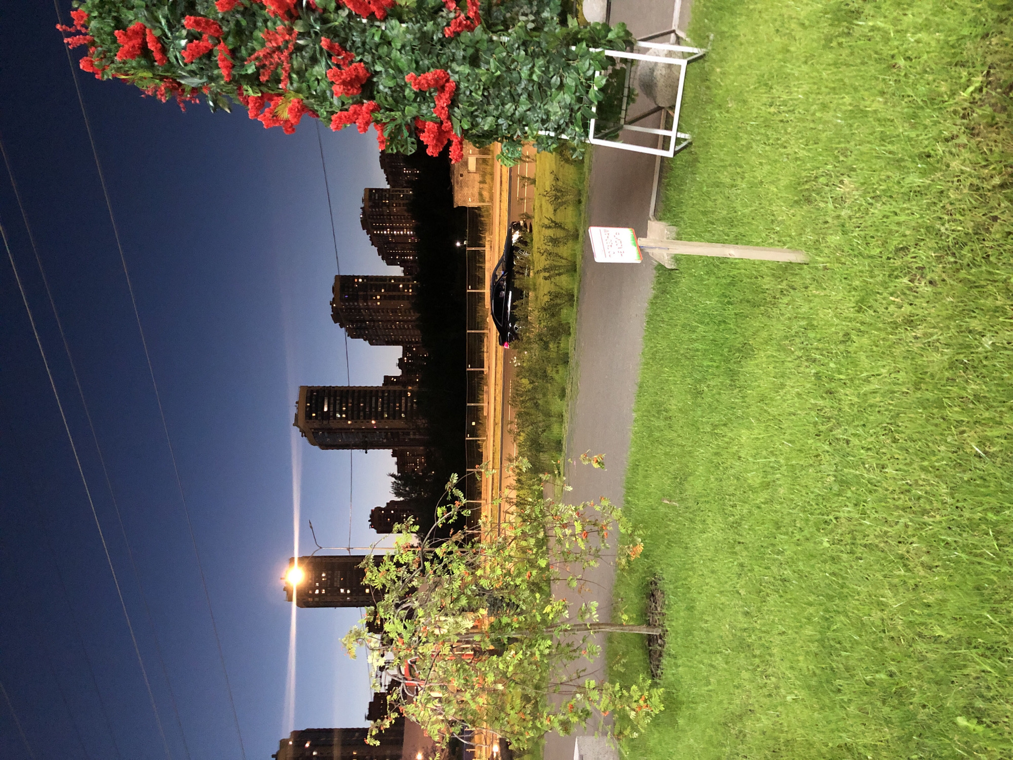 The image shows a street scene at dusk with several tall buildings in the background. In the foreground, there is a well-maintained lawn with a small tree and a large artificial plant decorated with red flowers. A black car is driving on the road in the middle ground. The sky is a deep blue, indicating twilight. There are no people visible in the image. The scene appears to be in an urban setting, possibly a residential area or a public park. The lighting suggests it is either early morning or late evening.