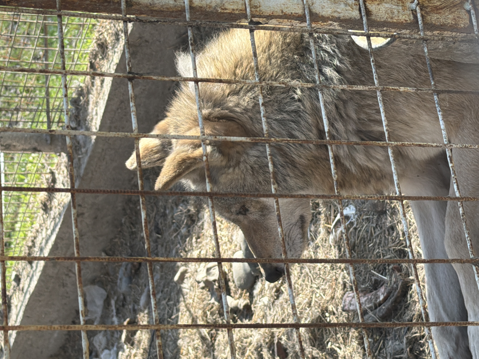 A light brown wolf is seen inside a rusty, wire-grid cage. The animal is facing downward, with its head near the ground. The ground inside the cage appears to be covered with dry grass and debris. The setting appears to be outdoors, possibly in an enclosure. The location is Таскино, Russia.