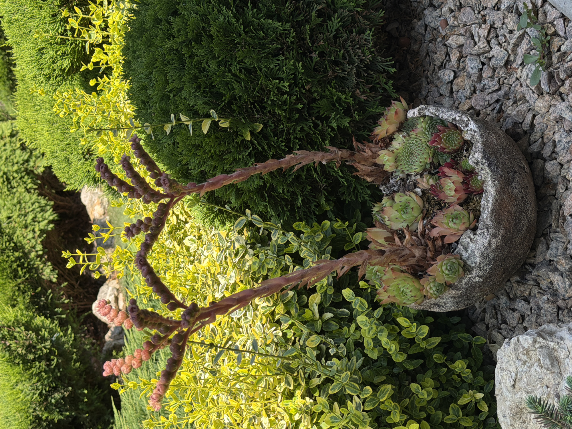 This is a medium shot of a succulent arrangement in a rock garden. The arrangement is in a weathered, circular stone pot and features several Hens and Chicks plants with reddish-green leaves. Two tall, brown stalks with small pink buds emerge from the center of the arrangement. The pot is surrounded by dark gray gravel. In the background, there are various lush green shrubs and a bush with bright yellow-green foliage. A large, light-colored rock is visible in the lower left of the frame, partially obscured by a conifer branch. The scene is lit by natural sunlight, creating a vibrant and natural setting.