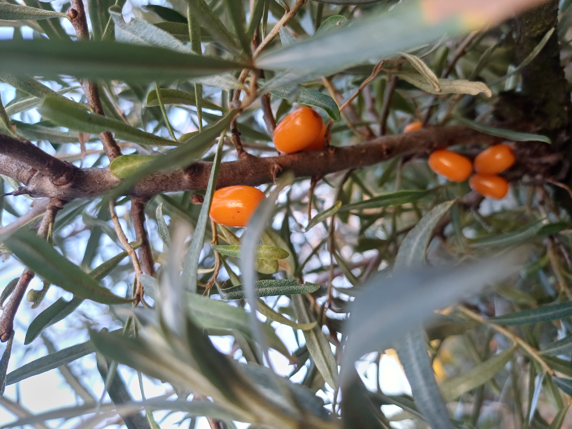 The image shows a close-up of a sea buckthorn branch with bright orange berries. The branch is rough and brown, with several thin, green leaves. Some of the leaves are long and slender, while others are shorter and wider. The berries are oval-shaped and appear to be ripe. The background is blurred, but it seems to be an outdoor setting with some light filtering through the leaves. The image was taken in Sulymivka, Ukraine.