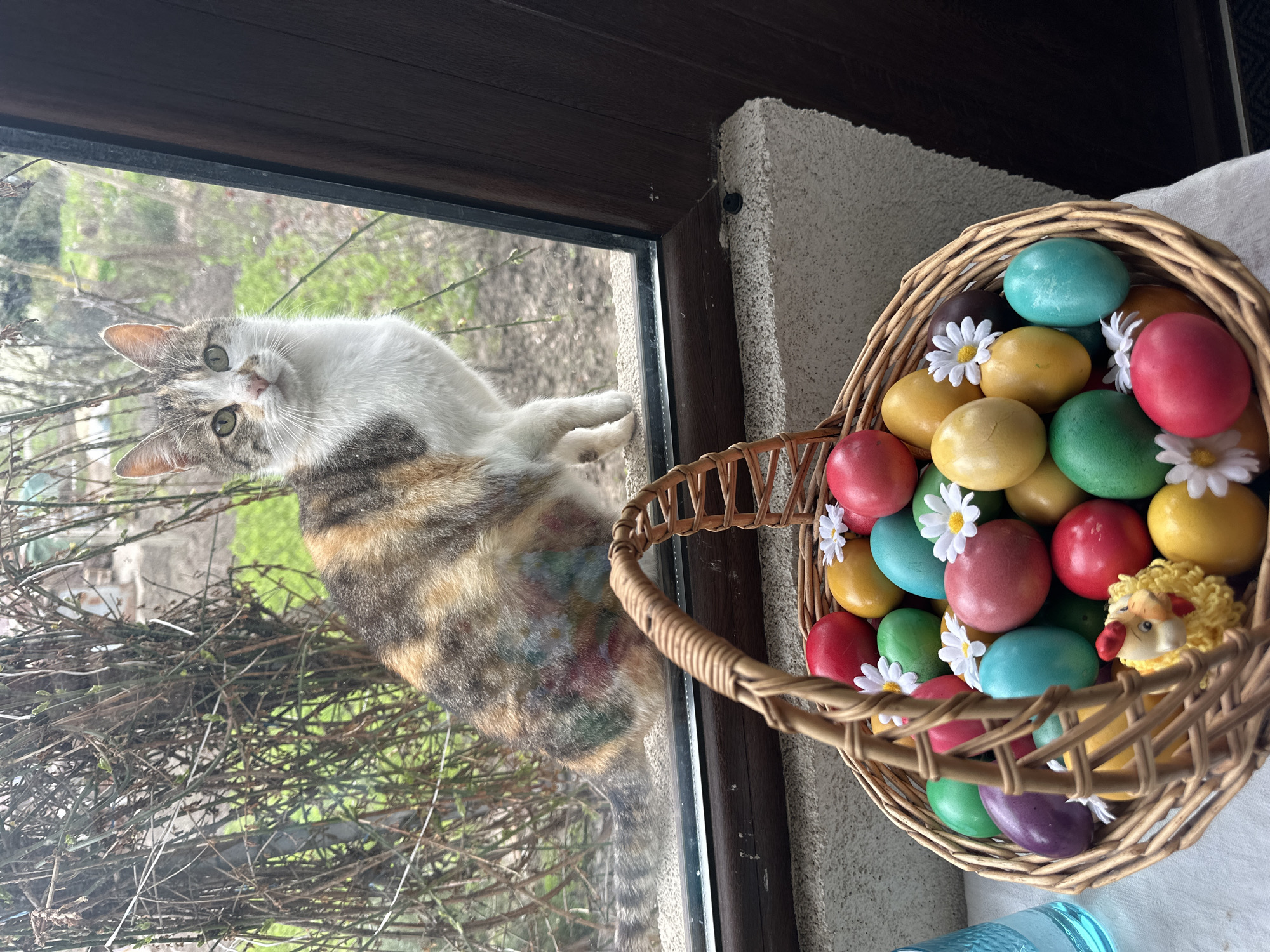 A cat with white, brown, and black fur is on the outside of a window, looking at the camera. To the right of the window, there is a wicker basket filled with colored Easter eggs and small white daisy flowers. A small sheep doll is nestled amongst the eggs. The scene is located in Bryastovets, Bulgaria. The background visible through the window shows leafless branches. A blue plastic bottle is near the bottom of the frame.