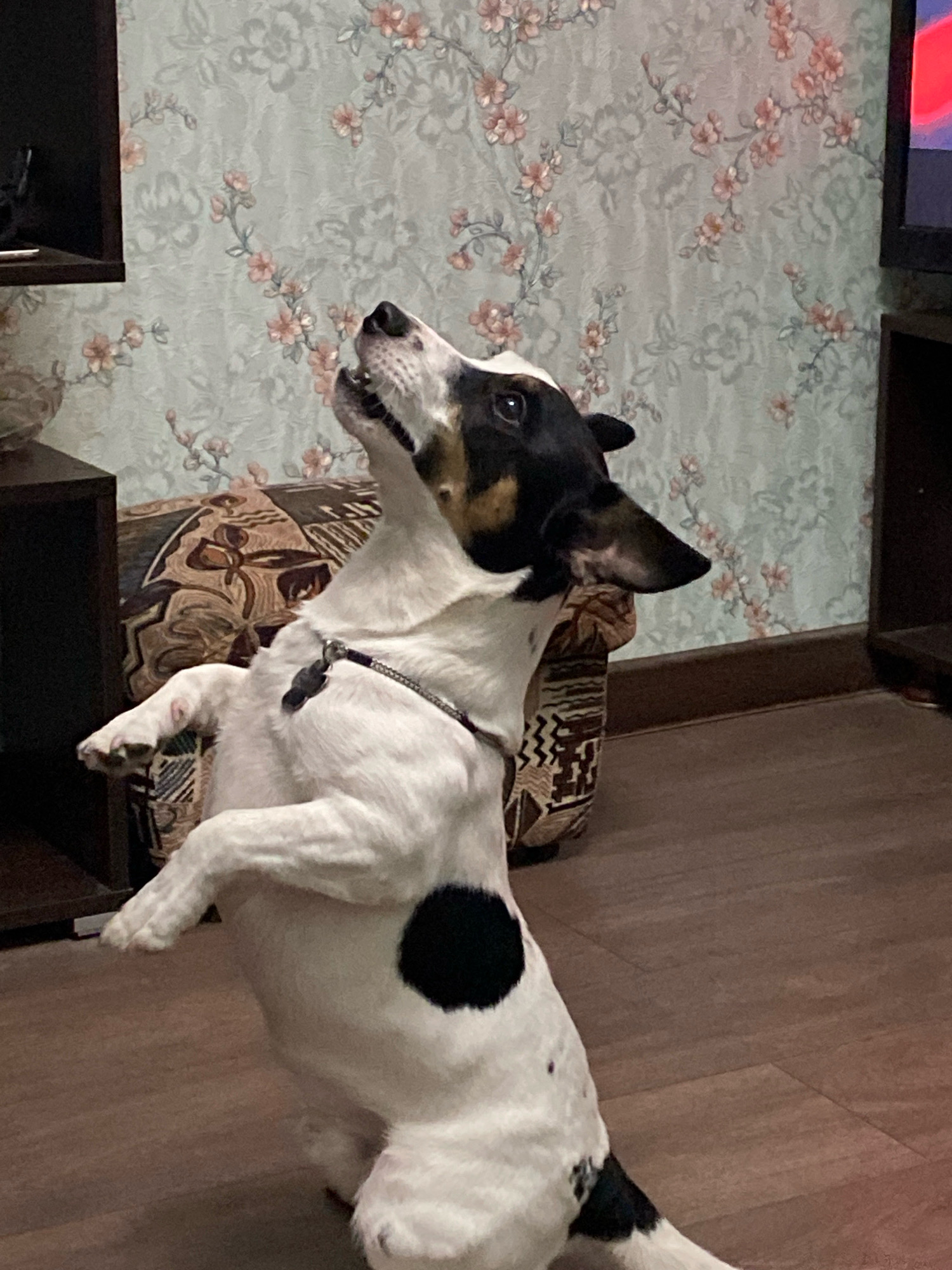 A black and white Jack Russell Terrier is standing on its hind legs and looking upwards with its mouth open in what appears to be a bark or a vocalization. The dog is in a living room with floral wallpaper and wooden floors. A patterned couch is visible behind the dog. The scene is indoors. There is no information about the location in the city of Novorossiysk, Russia.