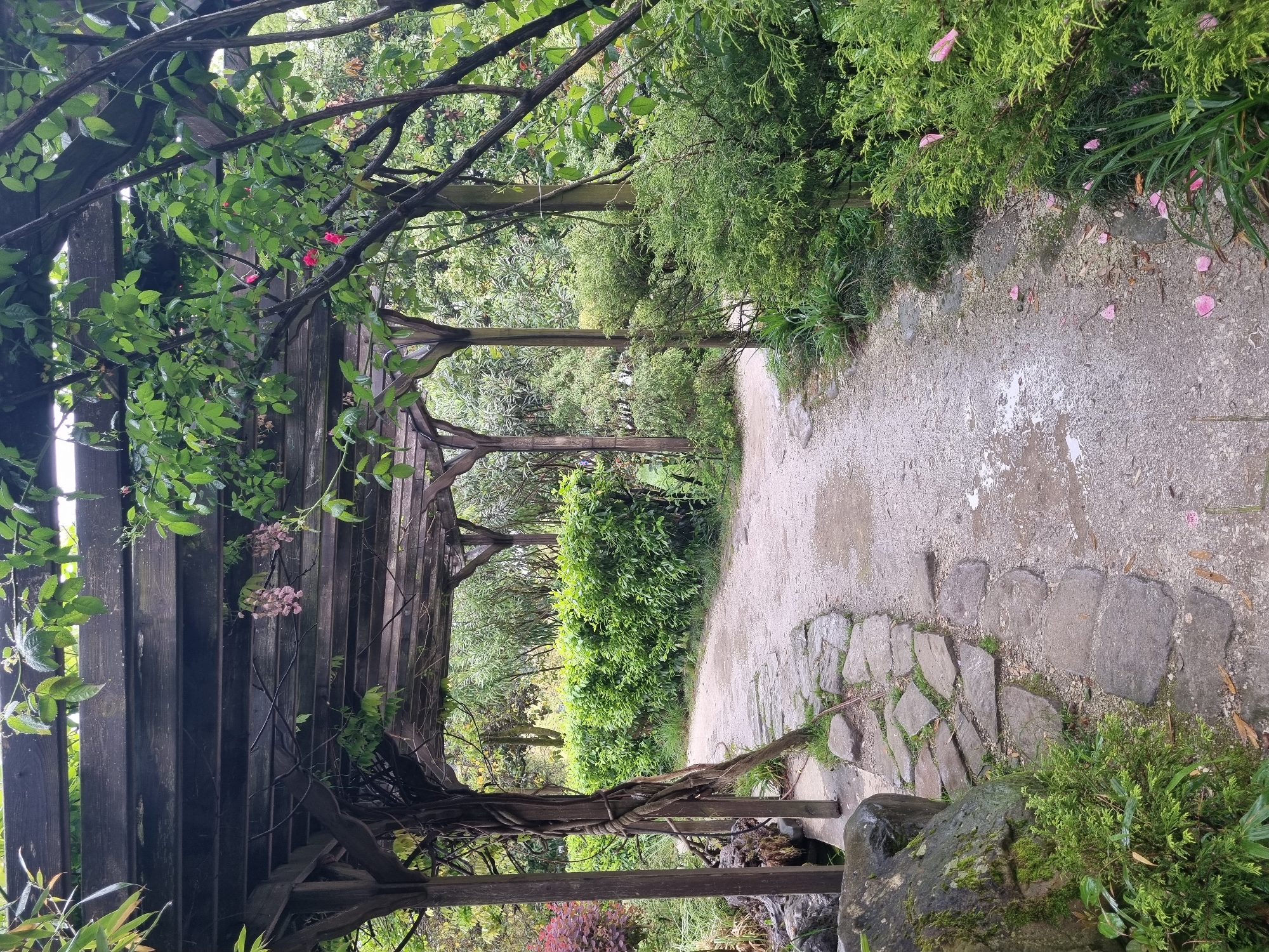 The image depicts a garden path covered in fallen pink petals in the city of Sochi, Russia. A dark wooden pergola overgrown with vines and greenery frames the path, which is a mix of concrete and stone slabs. The path leads into a verdant garden setting with various shrubs and trees. The overall impression is that of a tranquil, well-maintained garden.