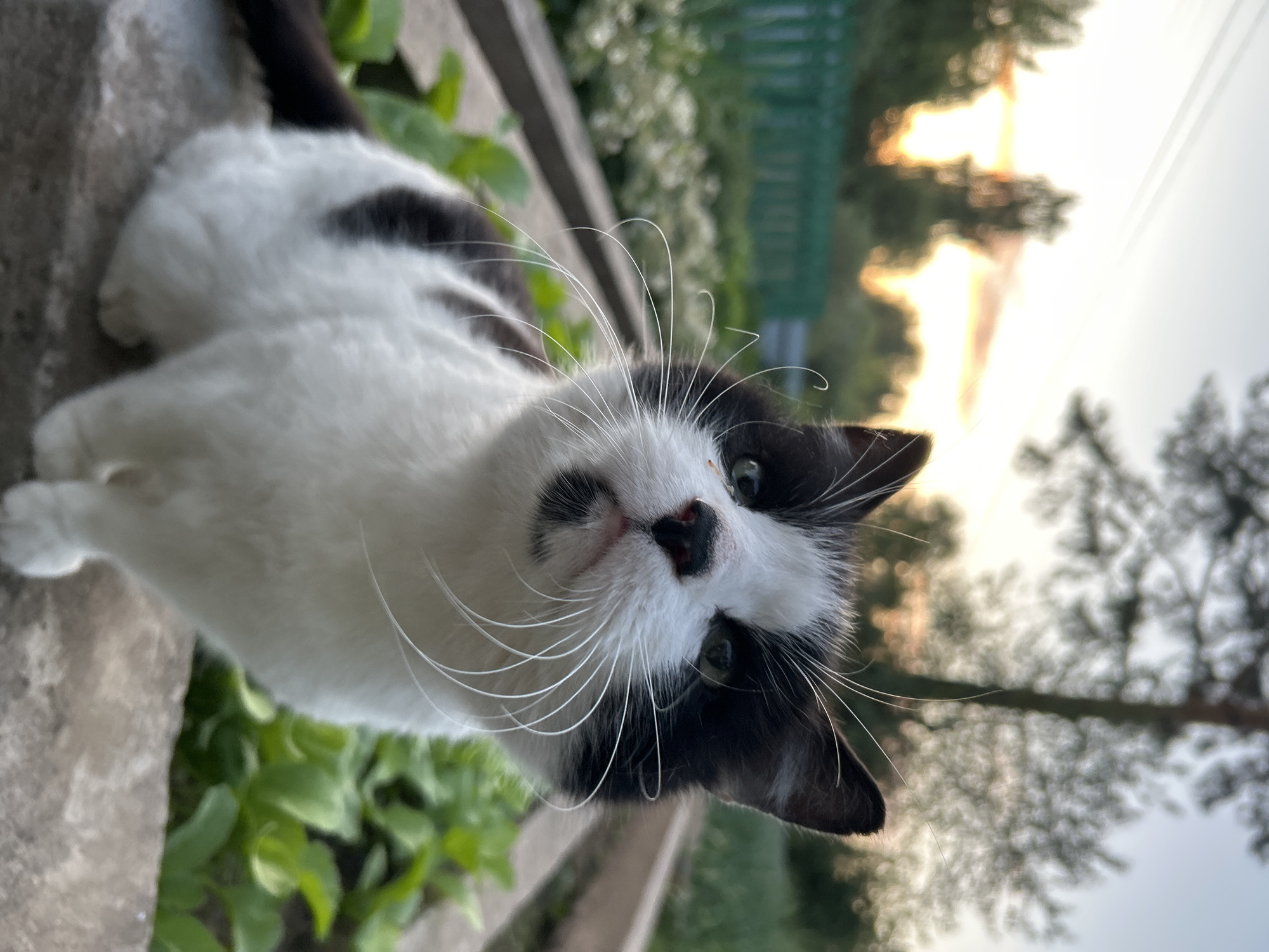 The image depicts a black and white domestic cat in an outdoor setting in the city of Chaikovsky, Russia, positioned on a concrete ledge in the foreground. The cat, with white fur predominantly on its face, chest, and legs, features distinct black markings on its head, ears, back, and tail. Its eyes are green, and prominent white whiskers extend from its snout. The cat is looking slightly upwards and towards the viewer. The background is out of focus, revealing a blurred green wooden fence on the left, various green foliage and plants, and the silhouettes of trees against a light sky exhibiting an orange glow characteristic of sunset or dusk. No people are visible.