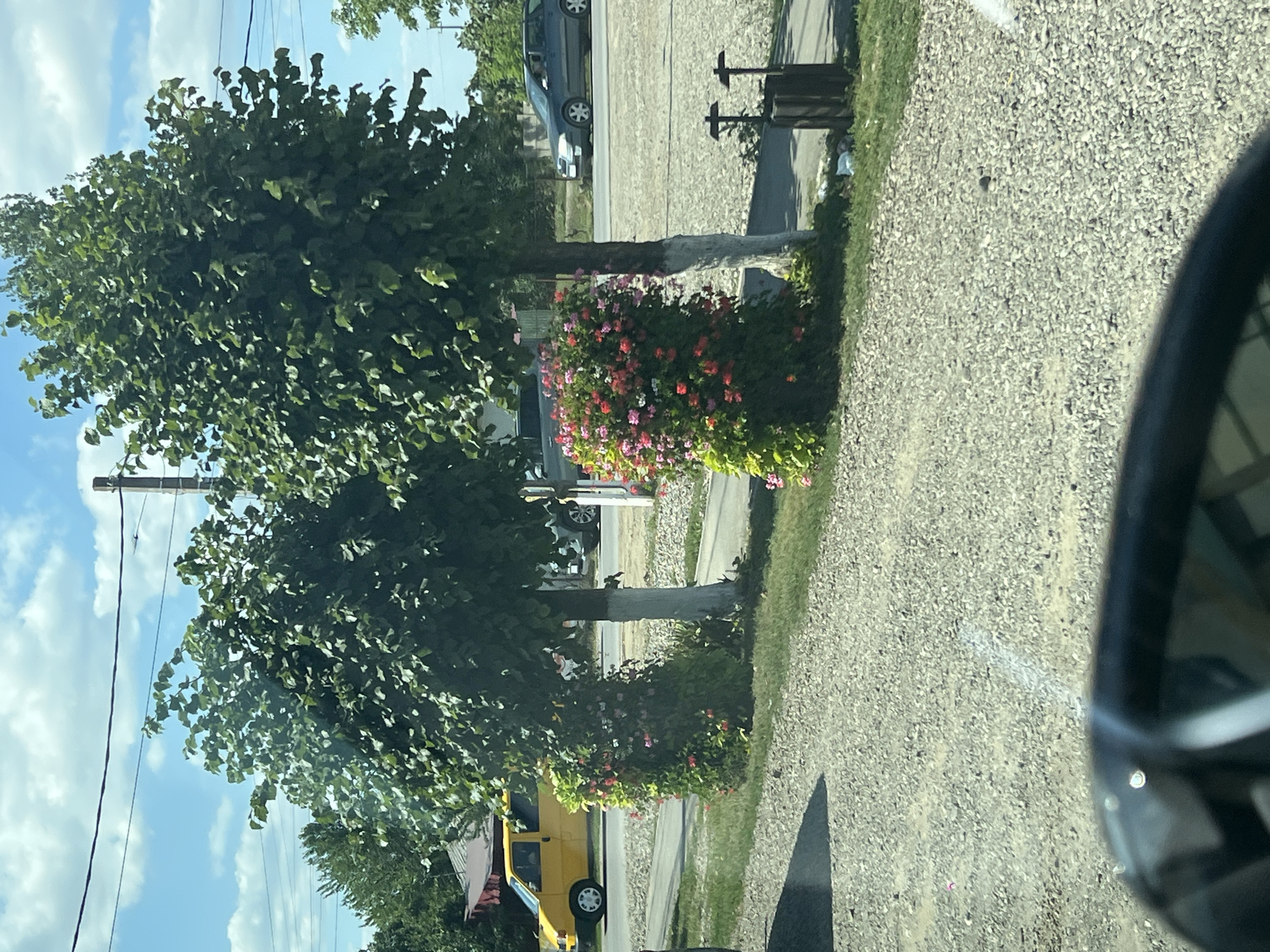 The image shows a street scene in Cornu Luncii, Romania, on a sunny day. Two trees with lush green foliage are prominently featured in the foreground, with their lower trunks painted white. One tree is adorned with a cascade of pink and red flowers at its base, creating a vibrant contrast. To the left, a yellow van is parked on the side of the road. In the background, a dark-colored car is visible driving on the road, and a wooden trash receptacle with two metal holders for what appear to be signs or flags stands beside the sidewalk. The ground is covered in gravel, with patches of green grass. The sky is blue with scattered white clouds. The perspective suggests the photo was taken from inside a vehicle, possibly from the driver's side, as a portion of a car's mirror and windshield frame is visible in the bottom of the image.