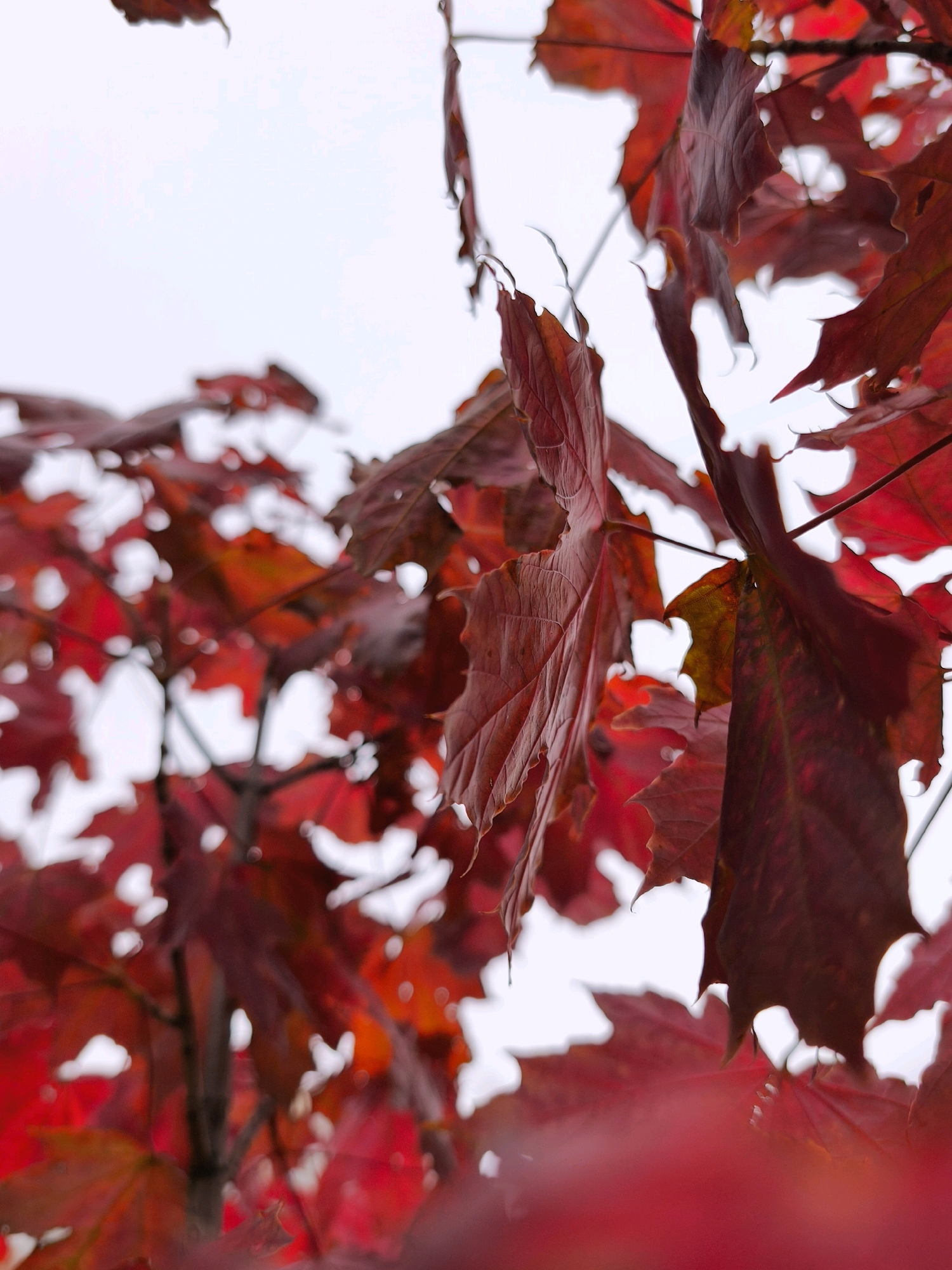 In Mahilyow, Belarus, this image captures a close-up view of vibrant red maple leaves against a muted, overcast sky. The leaves, in various stages of autumn color, are the primary focus. Some are sharply defined, showcasing intricate veining and serrated edges, while others are softly blurred, creating a bokeh effect that emphasizes the depth and texture of the foliage. The sky acts as a neutral backdrop, allowing the rich reds and occasional hints of orange and brown in the leaves to dominate the composition. There are no people or man-made objects visible in the frame, suggesting a natural setting, possibly a park or a street lined with trees in the city. The overall impression is one of natural beauty and the transitional period of autumn.