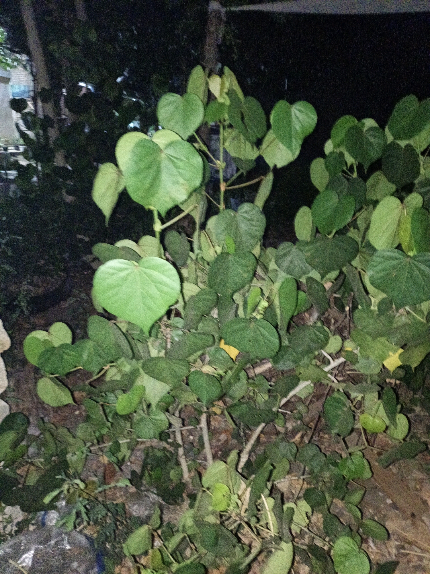 The image depicts a dense thicket of green leafy plants, primarily at ground level and extending upwards. The leaves are varied in shape and size, with many appearing heart-shaped and in shades of green, some lighter and some darker. Some branches and twigs are visible amongst the foliage. The lighting suggests it is either dusk or night, with some artificial light sources creating shadows and illuminating parts of the scene. The background is dark and out of focus, with hints of trees and possibly a building structure on the left side. The overall impression is of a natural, overgrown area. The provided location of Cikal, Indonesia is a geographical context.