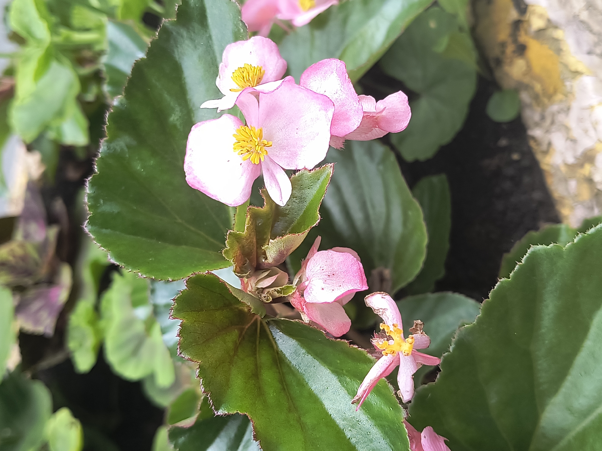 A close-up, eye-level shot captures a cluster of delicate pink begonia flowers with bright yellow centers, set against a backdrop of lush, dark green leaves. The flowers, some in full bloom and others budding, are gently illuminated, highlighting their soft textures and vibrant colors. The jagged edges of the leaves add a subtle contrast to the smooth petals. The background is blurred, suggesting a natural or garden setting, possibly a planter or flower bed, within the city of Rivne, Ukraine. The scene is static, with no apparent human activity or interaction. The lighting is natural, likely daylight, creating soft shadows and emphasizing the detail of the flora.