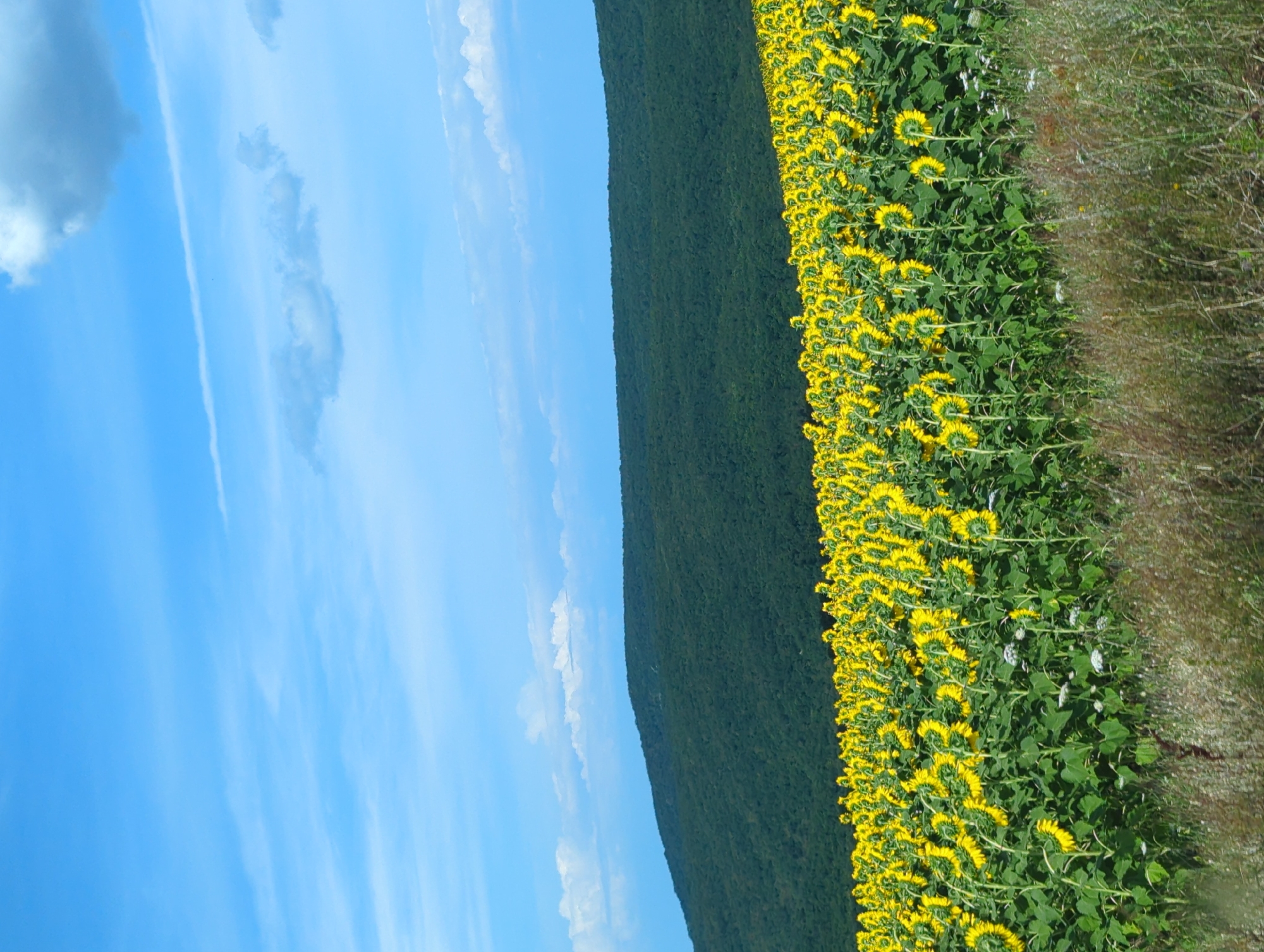An outdoor, medium shot captures a vast field of sunflowers under a bright blue sky with scattered white clouds. The sunflowers, with their yellow petals and dark centers, stretch across the mid-ground and foreground of the image, many facing away from the viewer. They are densely planted, creating a textured carpet of yellow. Behind the sunflowers, a dark green, tree-covered hill rises, forming a solid mass of foliage. The sky above is a vibrant blue, with wispy white clouds streaking across it. In the very foreground, the lower portion of the image is filled with dry, brown grasses and some small white wildflowers. The scene appears to be a rural landscape, likely a farm or natural area, with no people or man-made structures visible. The light suggests it is daytime, possibly late morning or early afternoon.