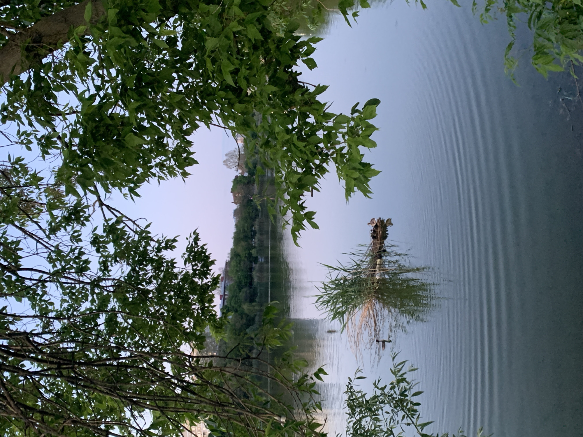 The image captures a serene view of a lake or river, partially framed by tree branches with green foliage on either side. The water's surface is marked by ripples, possibly caused by a gentle breeze or the movement of wildlife. A cluster of reeds or aquatic plants rises from the water near the center of the frame. In the background, a strip of land is visible, featuring greenery and possibly buildings, though the details are somewhat obscured by the distance and lighting. The scene suggests a natural or park-like setting within the city of Unknown, Unknown. A few birds can be seen on the water.