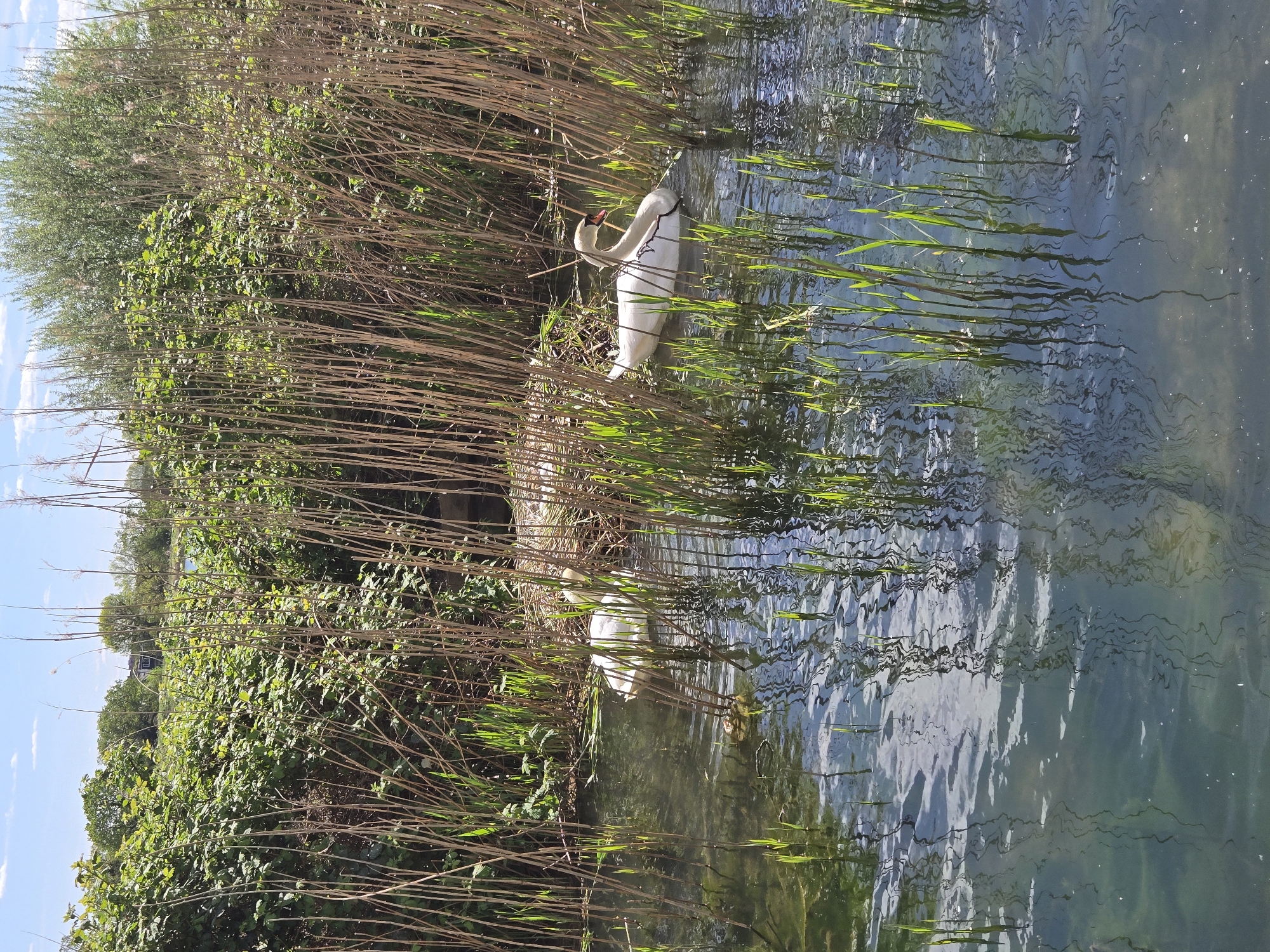 A view of a pond with a pair of white swans among the reeds and aquatic plants, likely taken in one of London's parks or nature reserves, United Kingdom. The scene includes water, reeds, and the swans. One swan is preening while the other is swimming nearby. The water has reflections of the surrounding vegetation.