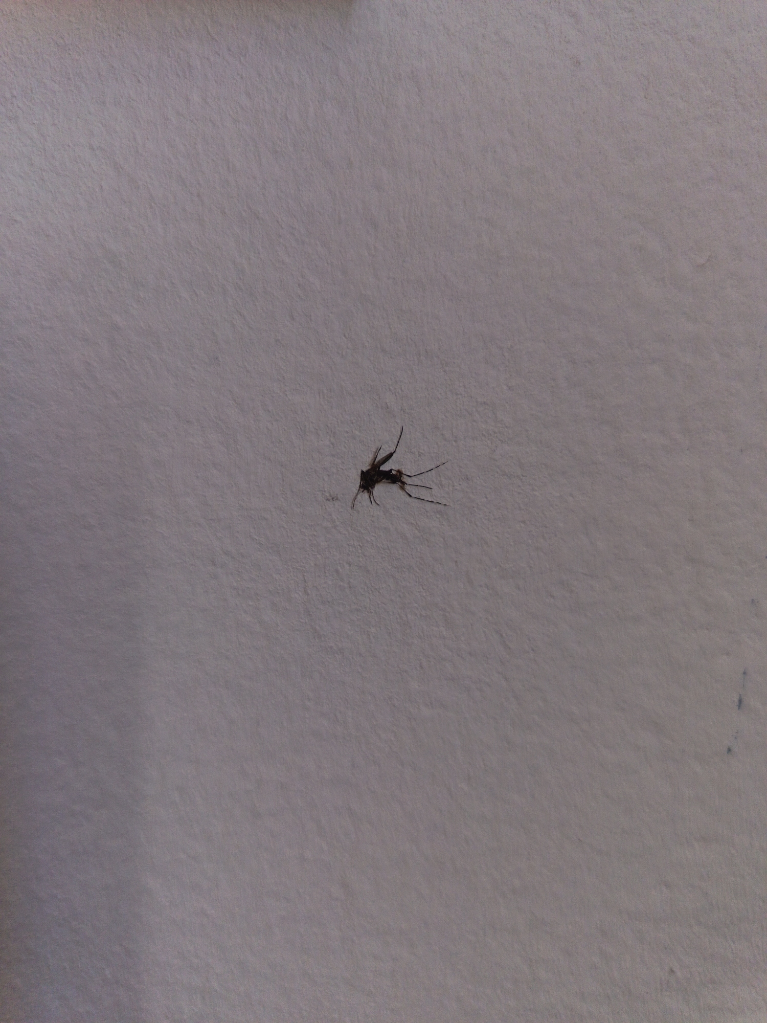 A single, dead insect, possibly a mosquito, is centrally located on a textured, light-colored surface, likely a wall or paper. The insect is dark brown or black and appears to be lying on its side, with its legs and antennae spread out. The surface is not uniform in color, showing slight variations in shade and texture that suggest it is a tactile material. There is no indication of the surrounding environment, such as furniture or decor, or any specific location within Périgueux, France. The image is a close-up, high-contrast shot focused solely on the insect and the immediate surface.
