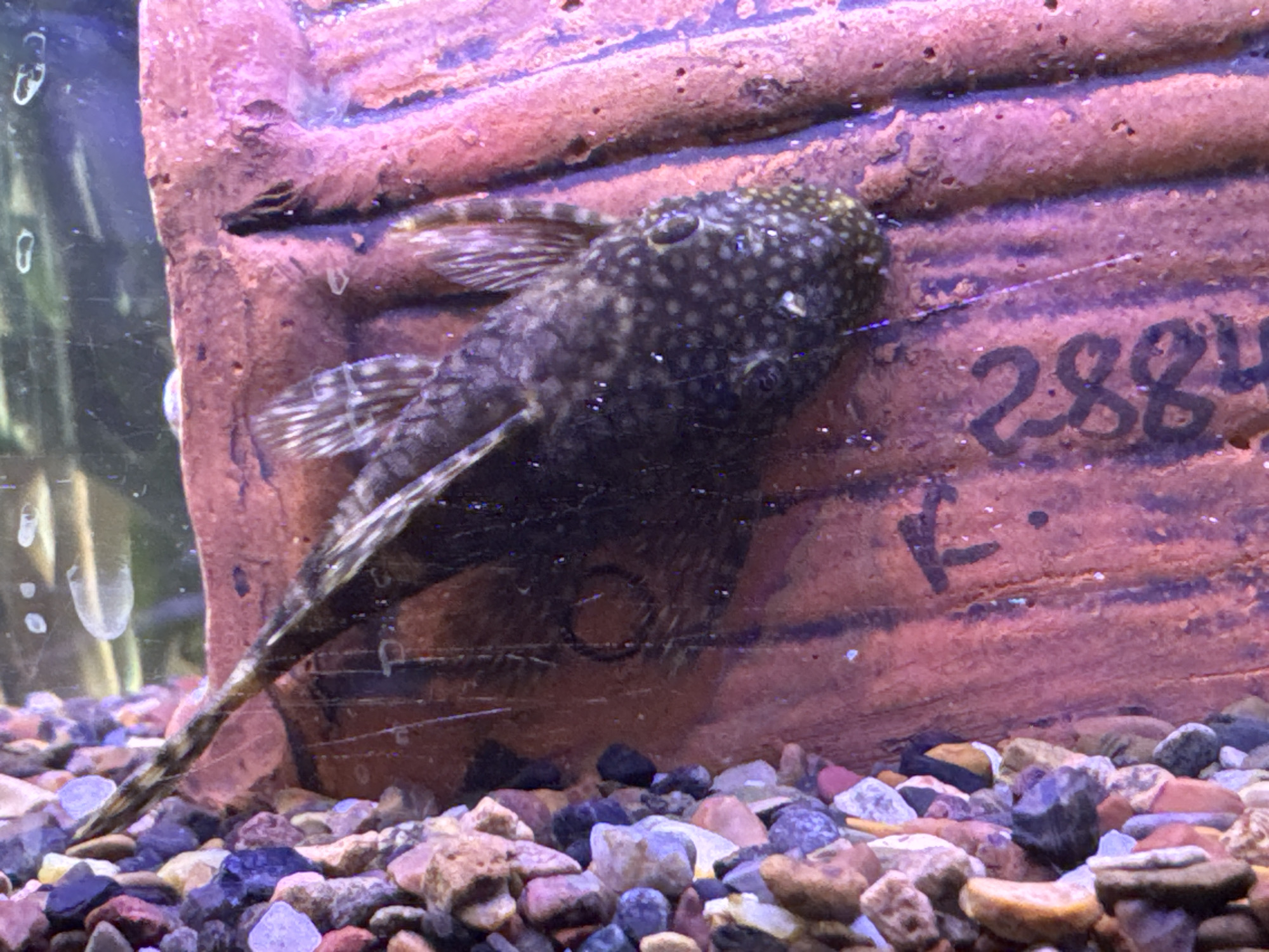 This forensic description details an aquarium scene in the city of Chaikovsky, Russia. The central subject is a dark-bodied fish, likely a plecostomus or similar suckermouth catfish, adorned with numerous small, light-colored spots covering its head and main body. The fish is oriented vertically, adhering to a reddish-brown, textured, brick-like or terracotta background structure on the right side of the frame. Its head is positioned towards the upper right, while its tail extends diagonally downwards to the left, terminating near the gravel substrate. Fins, including dorsal and caudal, exhibit a striped or banded pattern.
The background structure displays horizontal striations and features dark, hand-drawn or marked numbers "2884" on its mid-right surface. Below these numbers, a distinct 'E'-shaped character is also visible. The bottom of the aquarium is covered with multi-colored gravel, comprising various hues of brown, gray, white, and purple pebbles. The water medium is transparent, with several small, bright specks, possibly air bubbles or reflections, scattered throughout the scene. On the left side of the image, near the glass, a few larger, translucent, U-shaped or circular objects, likely air bubbles adhering to the glass, are apparent. The overall lighting casts a slight reddish-purple glow on the upper portion of the background structure. No human presence or interaction is depicted.