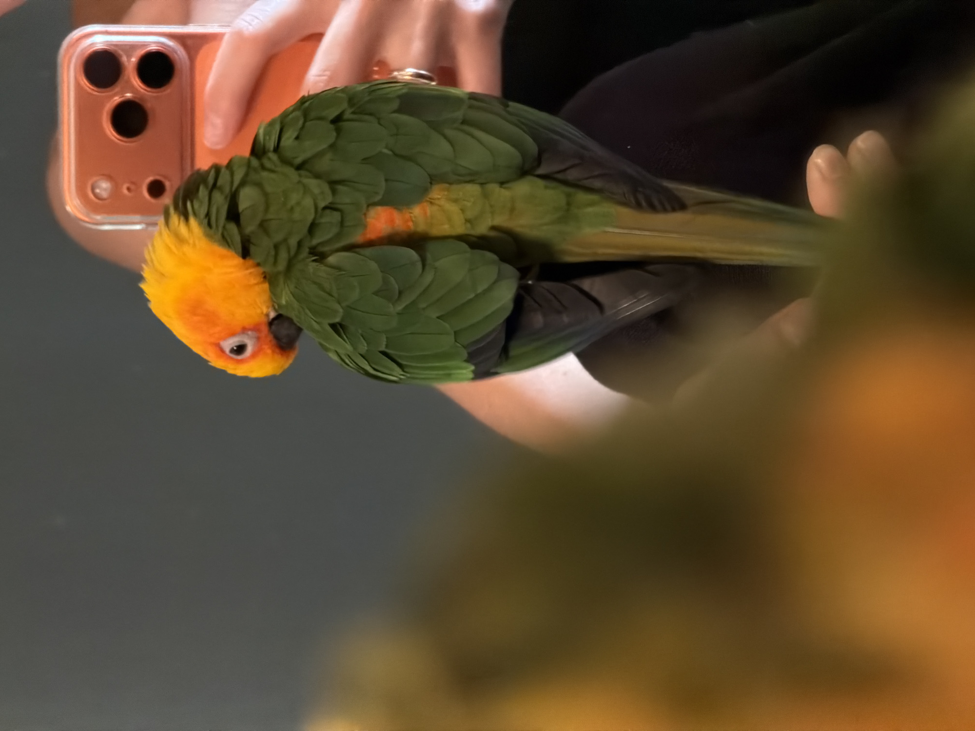 An adult Sun Conure parrot with bright orange and yellow plumage on its head and green plumage on its back and wings is perched on a person's shoulder. The parrot is facing away from the camera, looking over its left shoulder. The person is holding a rose gold colored smartphone in their right hand, and the phone's camera appears to be pointed at the parrot. The background is a plain, dark gray wall. The image is taken indoors, and there are blurred orange and yellow objects in the foreground, possibly flowers. There are no visible landmarks or details indicating a specific location in Khimki, Russia.