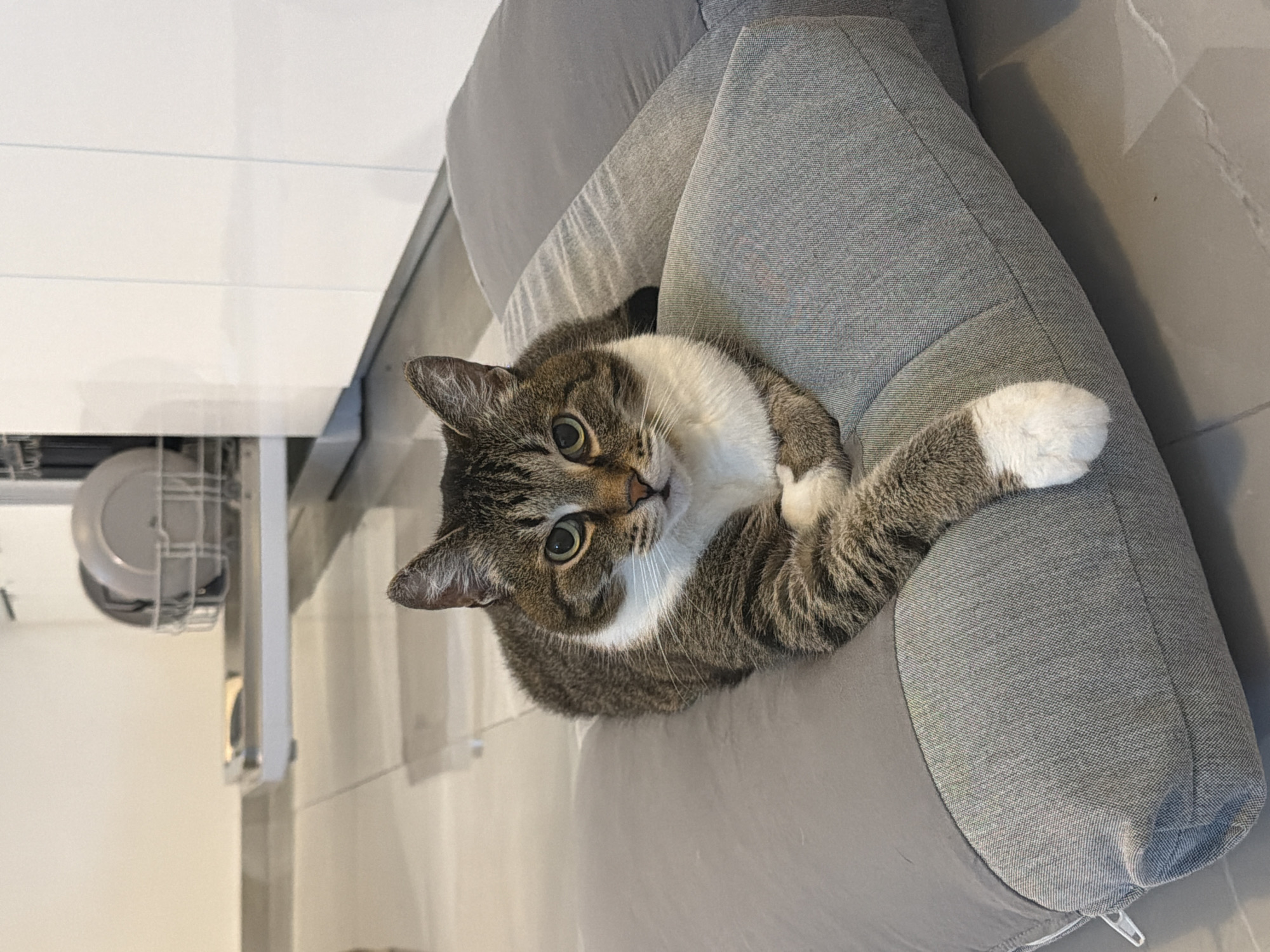 A medium shot captures a tabby cat lying on a gray, upholstered cushion. The cat, with a white chest and paws, gazes directly at the camera with green eyes. In the background, a white cabinet and tiled floor are visible. This photo was likely taken in an interior space in Bat Yam, Israel.