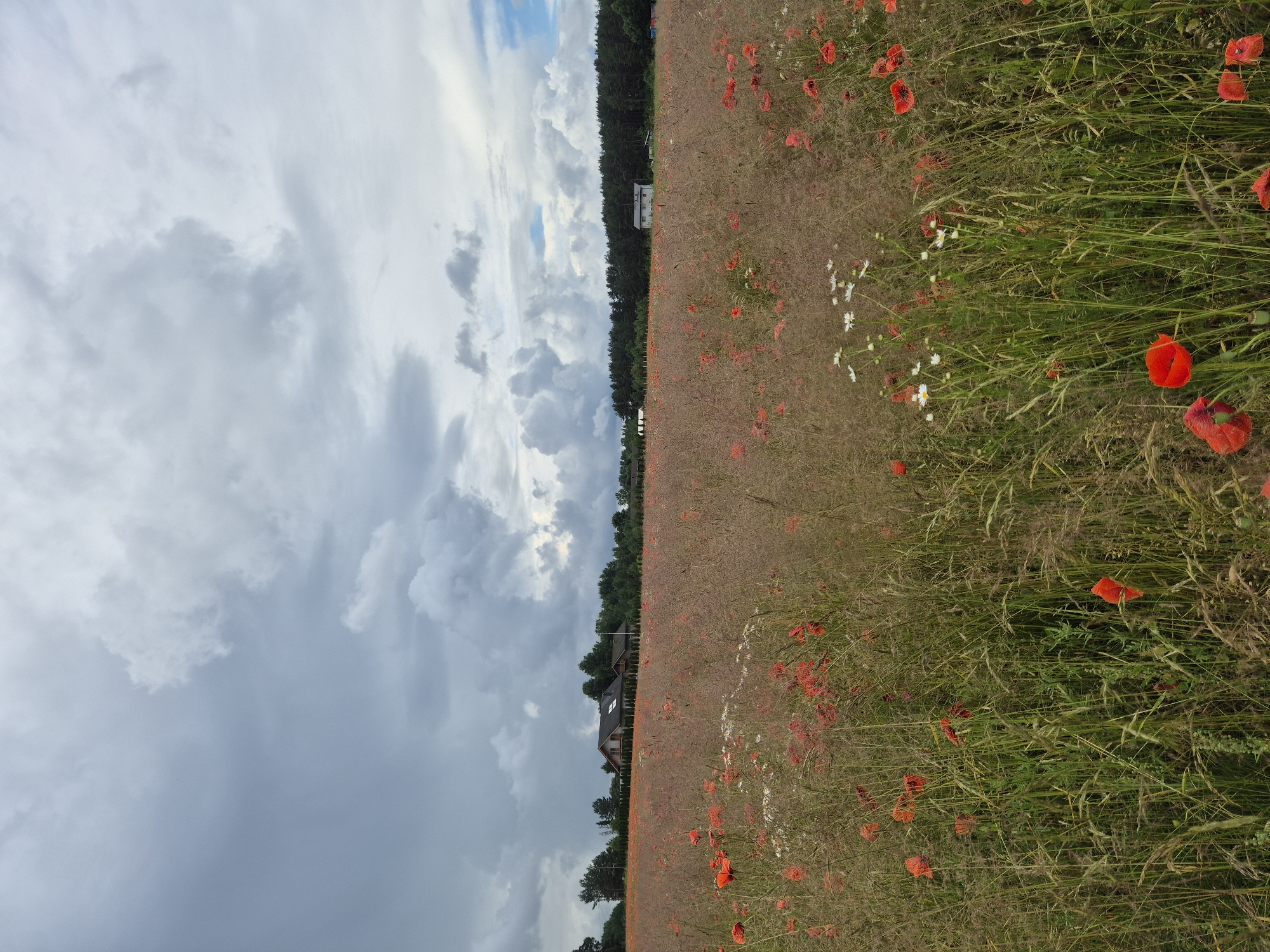 This is a vertical, full-shot photograph of a poppy field under a cloudy sky in Igavere, Estonia. The foreground is filled with a dense field of tall, dry grass interspersed with numerous red poppies and some smaller white wildflowers. The poppies are varied in size and stage of bloom, with some closed buds and others fully open. The grass is a mix of green and dried brown stalks, creating a textured look. In the midground, a line of trees forms a dense forest bordering the field. Behind the trees, two houses are visible: a larger, darker-roofed house on the left and a smaller, lighter-colored house on the right. The sky is heavily overcast with large, dramatic grey clouds, though a patch of blue sky can be seen towards the right edge of the frame. The overall impression is one of a wild, natural landscape under a dynamic sky.