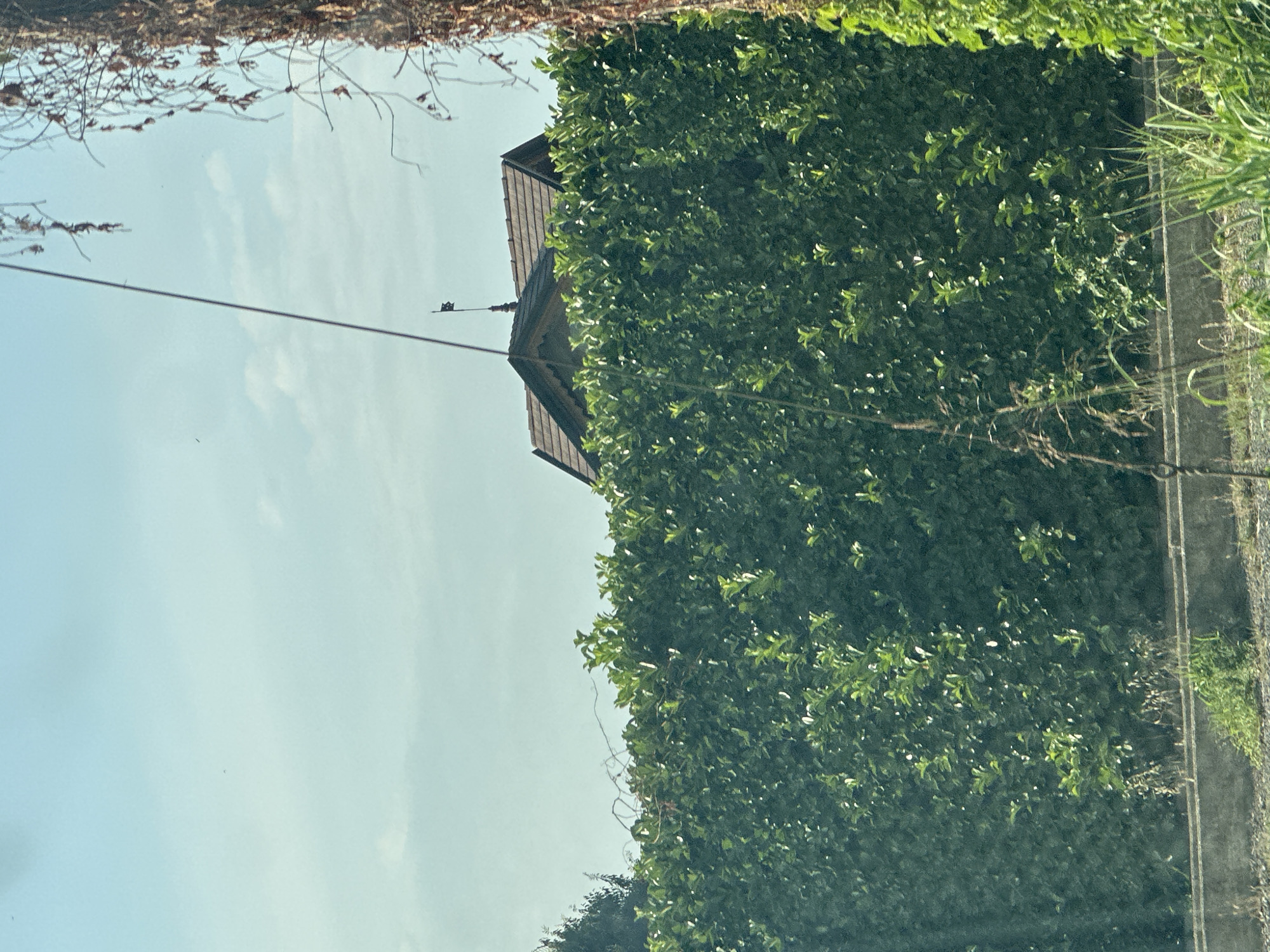 This media file depicts an outdoor scene with a clear sky and lush green foliage, suggesting a daytime setting. The image is oriented vertically, with the sky taking up the left portion and a dense hedge occupying the right. The hedge appears to be a prominent subject, with its vibrant green leaves contrasting with the pale blue sky.
A section of a building's roof, with brown tiles and wooden eaves, is visible peeking out from behind the hedge. A thin wire or cable stretches horizontally across the sky, suggesting the presence of utility lines. In the distance, on the wire, a small dark object, possibly a birdhouse or a small decorative item, can be discerned.
The overall impression is one of a tranquil, natural setting, possibly a garden or a roadside lined with vegetation. The lighting suggests it is daytime, with the sun casting dappled light on the leaves, creating highlights and shadows. There are no people or explicit human activities depicted. The location cues are minimal, but the presence of a well-maintained hedge and a building roof point towards a residential or perhaps a rural area. No text is visible in the image.