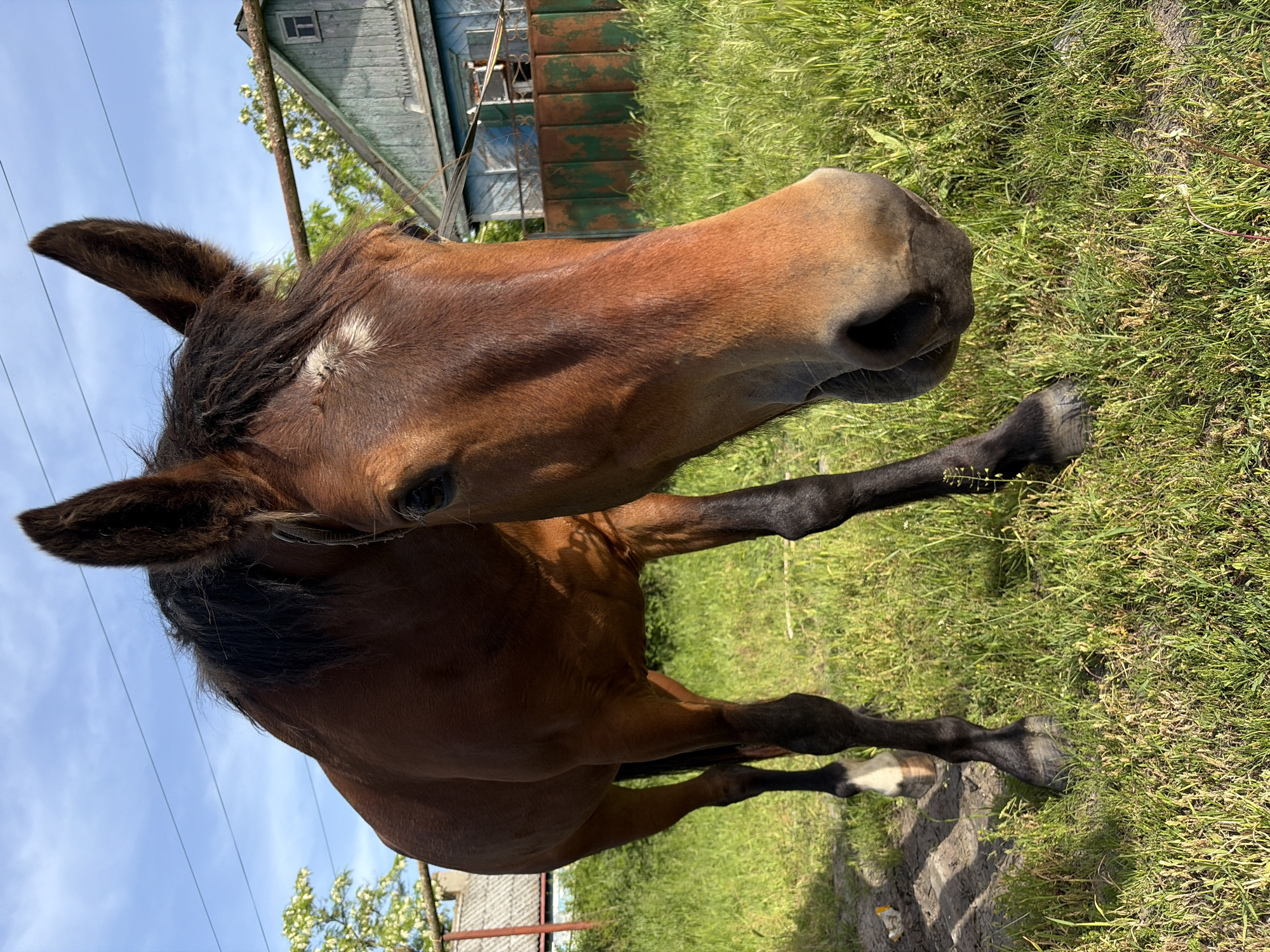 A medium, close-up, ground-level shot shows a brown horse in a grassy area in what may be the city of Novopokrovskaya, Russia. The horse has a black mane, a white marking on its forehead, and black legs. It stands on a patch of green grass. An old, light-blue, wooden structure is visible in the background, along with a blue sky and scattered trees. Some power lines can be seen crossing the sky.