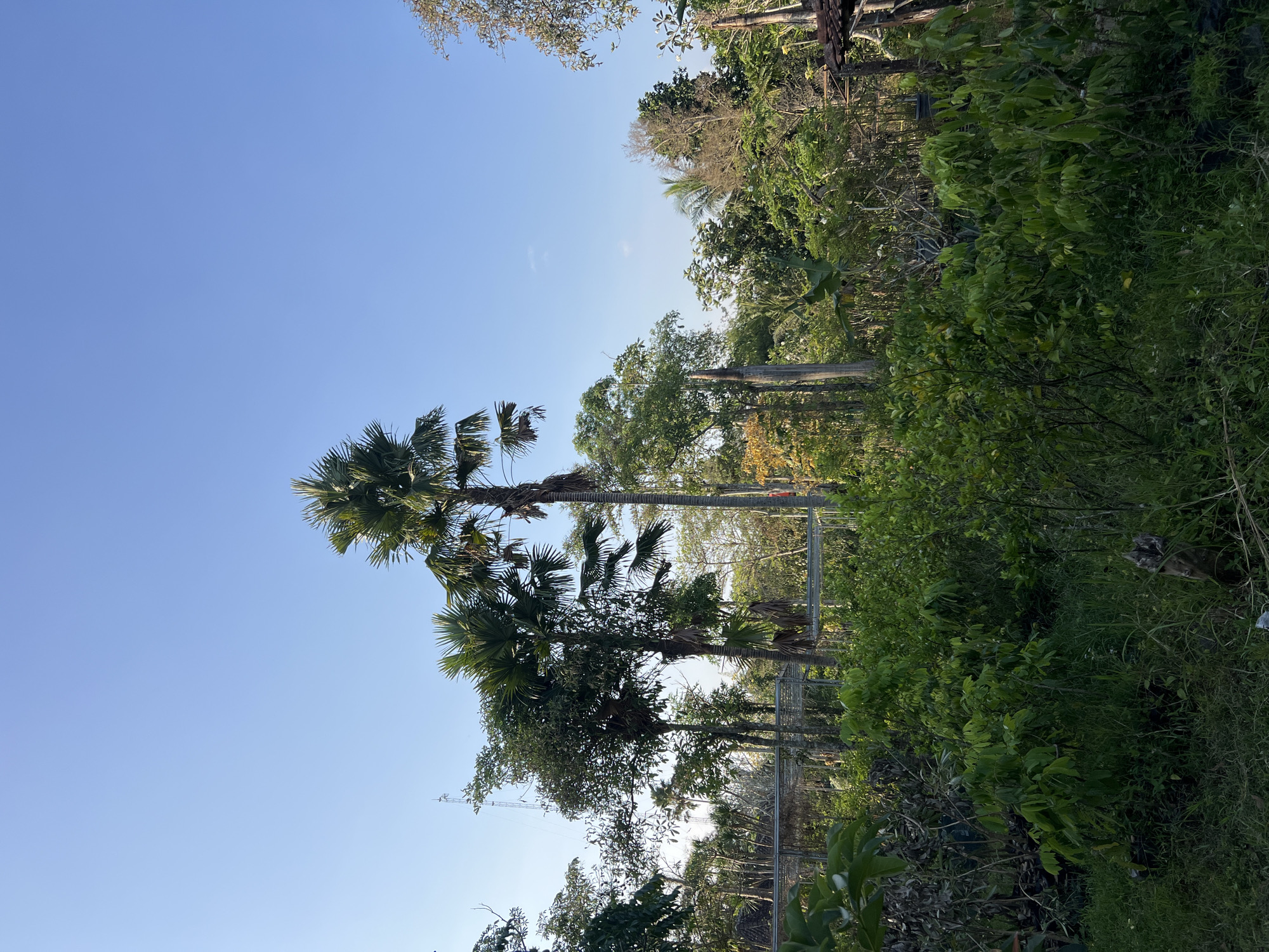 A view of lush greenery and palm trees under a clear blue sky in Tlogoadi, Indonesia. The foreground is dominated by dense vegetation, with a variety of plants and grasses. In the midground, several palm trees stand tall, with one particularly prominent tree in the center. Behind the trees, a metal fence structure is visible, and beyond that, more trees and foliage create a sense of depth. The background consists of a vast, cloudless blue sky. A faint transmission tower can be seen in the distance on the left. The scene appears to be a natural or semi-cultivated outdoor environment, likely a garden or park.