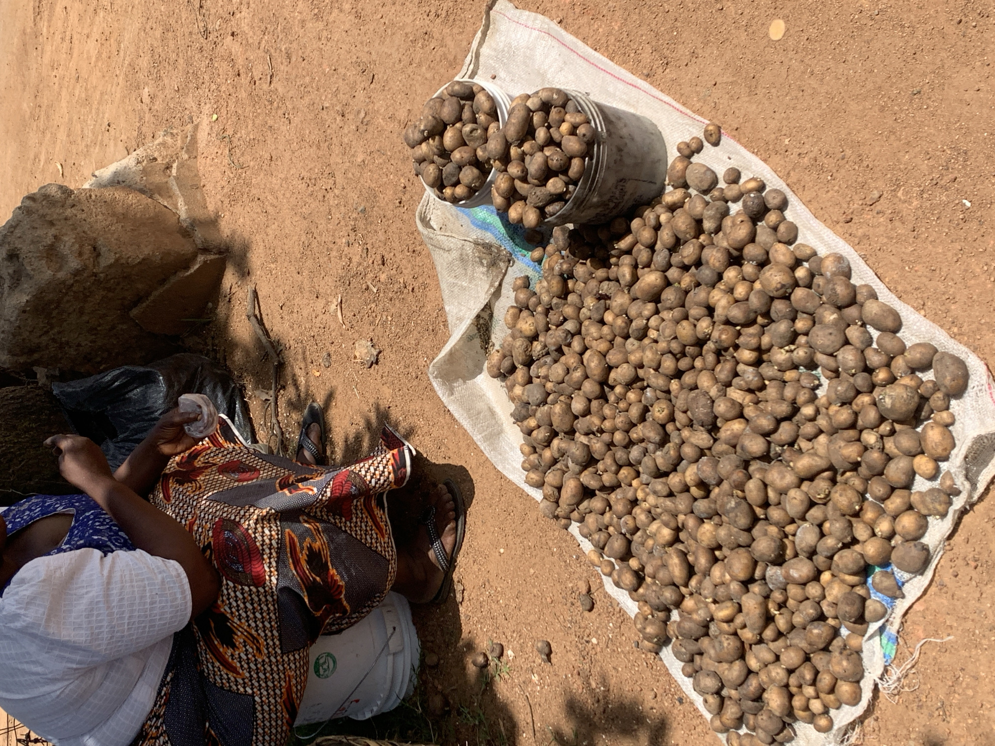An outdoor scene in Gura Top, Nigeria, depicts a market stall on reddish-brown bare earth under bright daylight. A significant quantity of small, lumpy, brown tubers, resembling potatoes or a similar root vegetable, are prominently displayed. Most of these tubers are spread across a large white woven sack laid directly on the ground, while two white plastic buckets brimming with the same produce rest on the sack.
To the left of the frame, a person is partially visible, seated on or near the ground. They are wearing a white short-sleeved top over a blue and white patterned garment, and a colorful patterned fabric skirt or wrapper featuring shades of red, orange, and black. Their legs are crossed, and one foot, adorned with a black sandal, is visible. One hand is partly shown, holding a small, light-colored item. A white plastic bucket with a green circular, illegible logo is situated near their legs.
The ground is dry and dusty, characteristic of an outdoor setting. Large, rough rocks or concrete pieces are present in the upper left. The distinct shadows cast by the sun indicate it is daytime, likely mid-morning or afternoon. Faint, illegible text or markings are present on the white woven sack. The scene portrays a vendor attending to their produce in a rustic market environment.