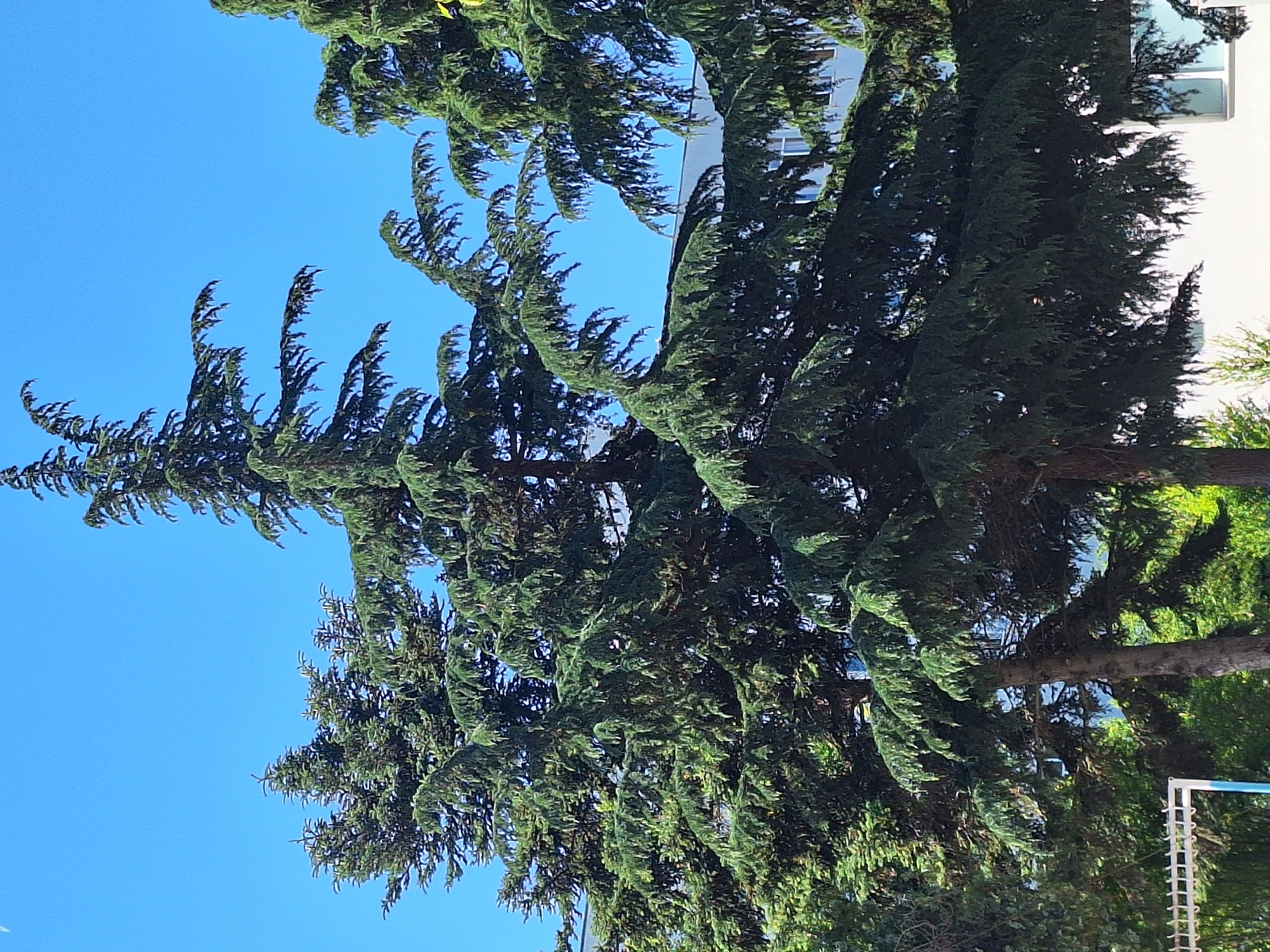 The image depicts a bright, sunny day with a clear blue sky, characteristic of Varna, Bulgaria. The foreground is dominated by several tall, mature coniferous trees, likely cedars given their dense, drooping foliage and scale-like needles. Their branches extend outward, creating a layered effect that partially obscures a building in the background. The building appears to be a multi-story structure with a light-colored facade and windows. There are no people or animals visible in the frame. A portion of a white and blue structure, possibly part of a sports facility or playground equipment, is visible in the lower left corner, suggesting an outdoor recreational area. The overall scene is one of natural greenery against an urban backdrop, bathed in the strong light of a summer day.
