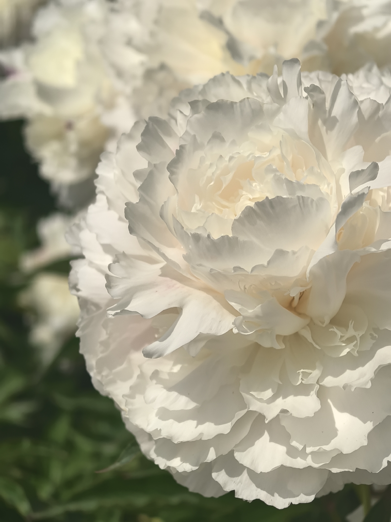 A close-up, vertical shot captures a white peony bloom, its layered petals unfurling in soft light. The flower dominates the foreground, with its textured, ruffled edges casting subtle shadows. In the background, out of focus, are other white peony blooms and a blurred green foliage. The image has a shallow depth of field, drawing the viewer's attention to the intricate details of the main flower. There is no visible indication of the city of Perm, Russia, or any people or actions.