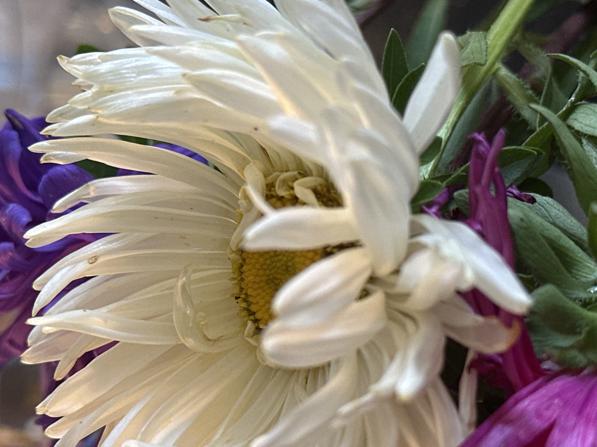 A close-up, shallow depth of field photograph captures a bouquet of flowers. A large white daisy with a yellow center dominates the foreground. Its numerous delicate petals are arranged in layers, some slightly curled and translucent. Behind the daisy, blurred purple and pink flowers are visible, along with green foliage. The lighting appears to be natural and soft, highlighting the textures of the petals. There are no people or discernible urban elements present. The image was taken in Nevinnomyssk, Russia.