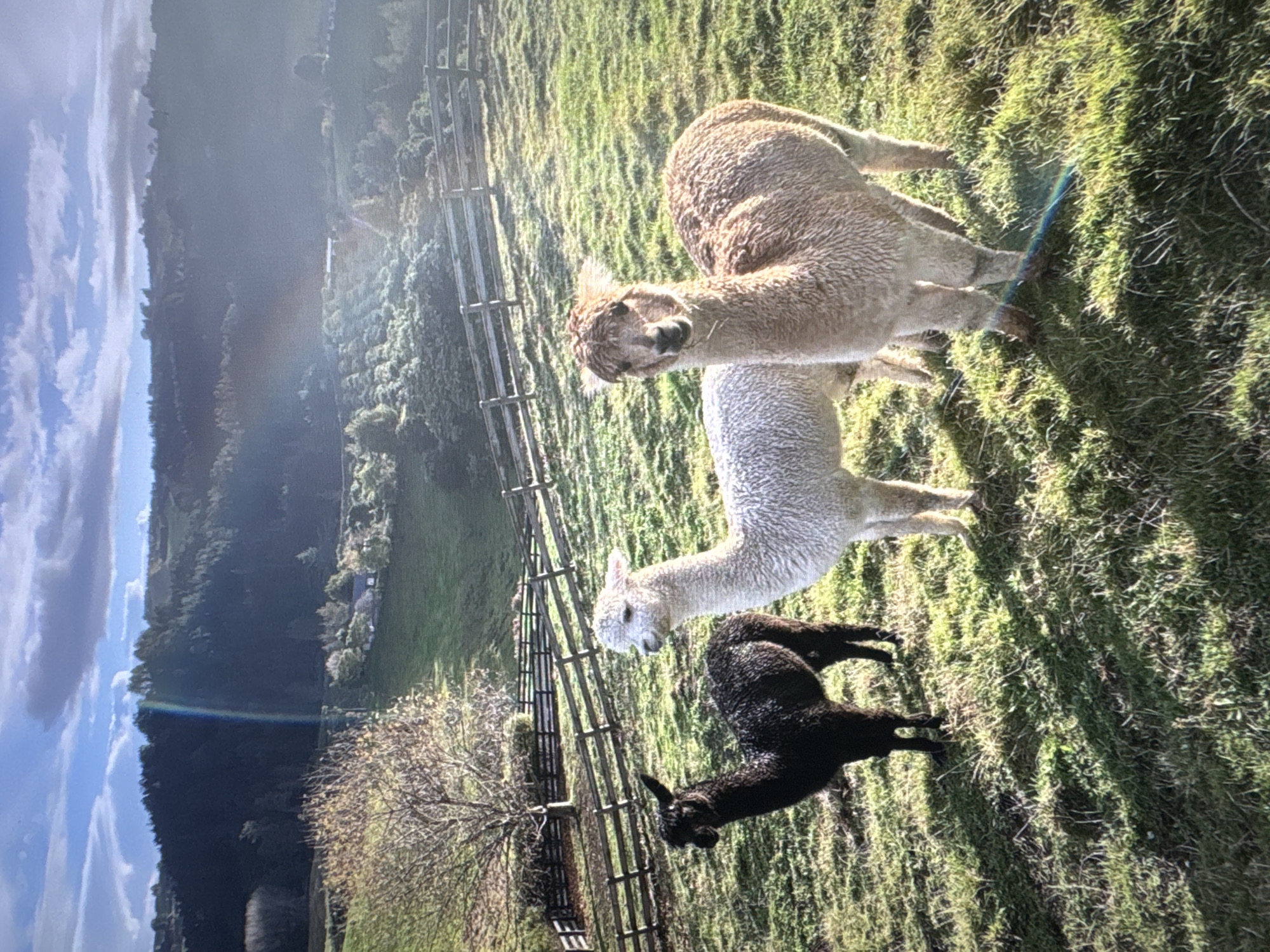 This image depicts three alpacas in a grassy field with rolling hills and trees in the background. A wooden fence runs horizontally across the mid-ground. The alpacas are of varying colors: one is black, one is white, and one is a light brown or fawn color. The sky above is partly cloudy with sunlight breaking through, creating a rainbow effect in the upper left quadrant of the image. The terrain appears to be rural, with no visible urban structures or identifiable landmarks that would place it in Tallinn, Estonia.