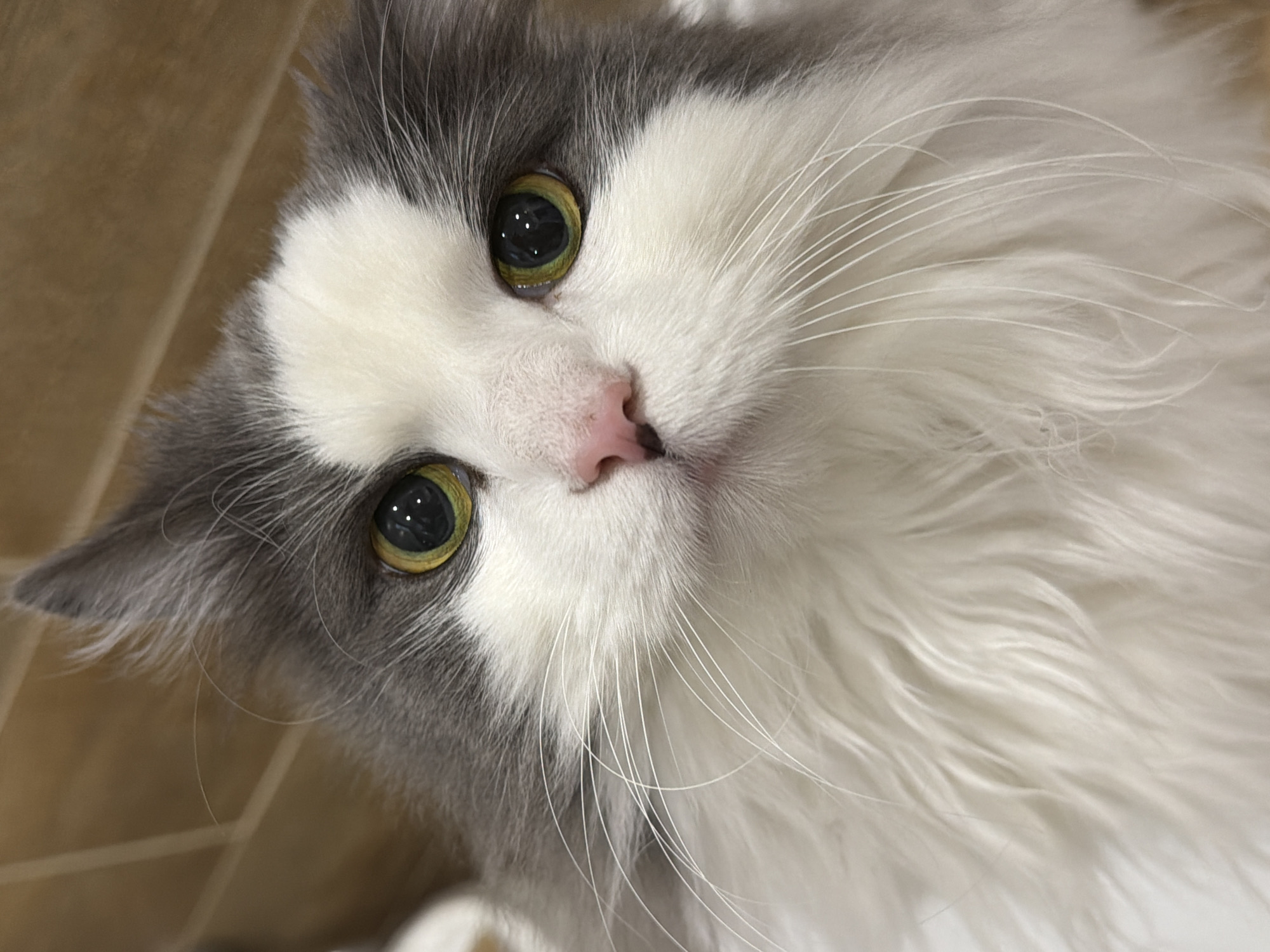 A close-up, slightly tilted, portrait of a cat. The cat has gray and white fur, yellow-green eyes, and a pink nose. The background is a neutral tan color. The cat is looking directly at the viewer. The location is not discernible from the image.