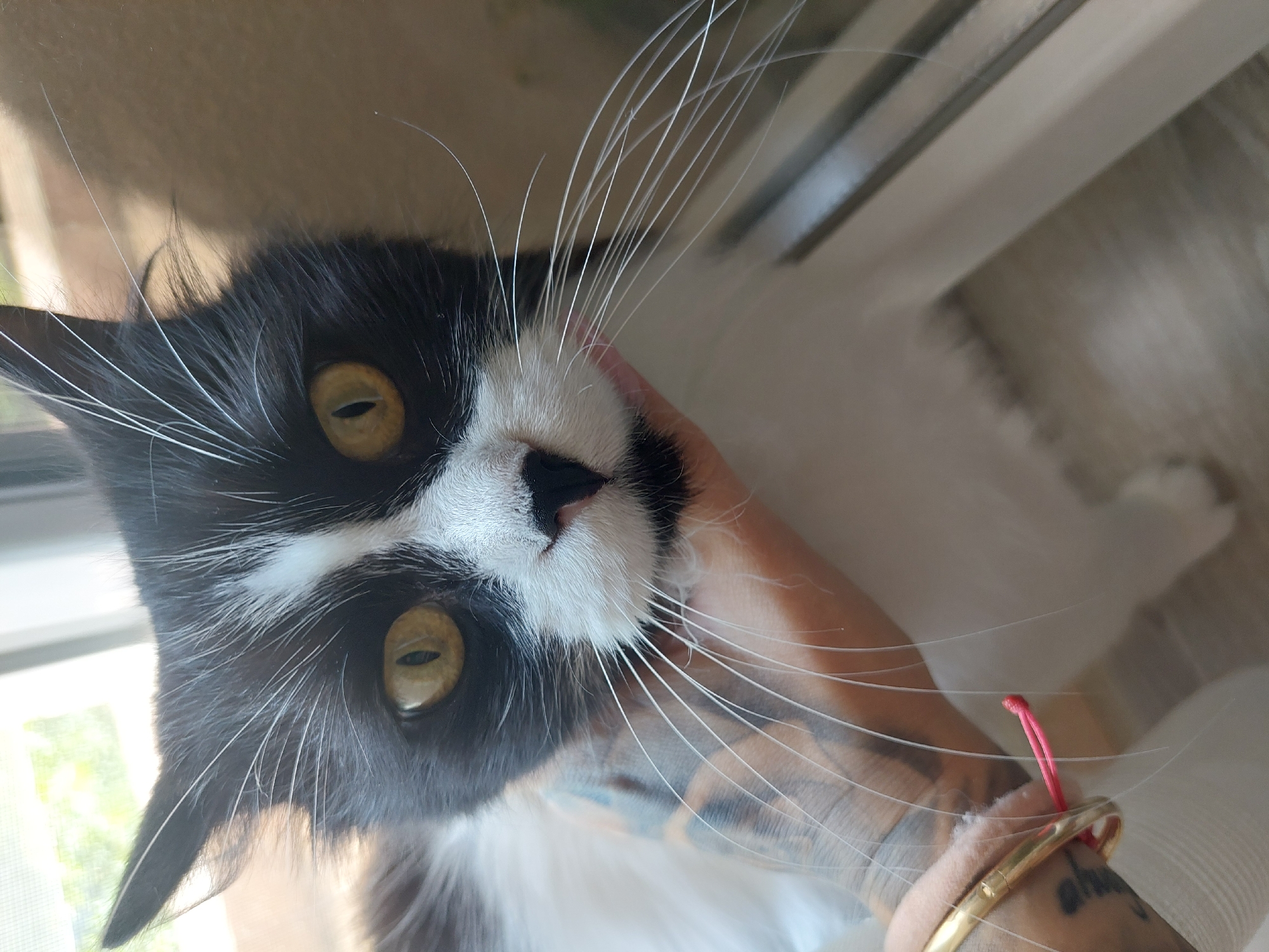 A close-up, tilted shot captures a black and white cat with golden eyes being held. The cat has long white whiskers. A person's arm, adorned with tattoos and a gold bangle, is holding the cat's head. A pink hair tie is visible on the person's wrist. The background suggests an indoor setting with a window. It is not possible to determine from the image whether the location is Plovdiv, Bulgaria.