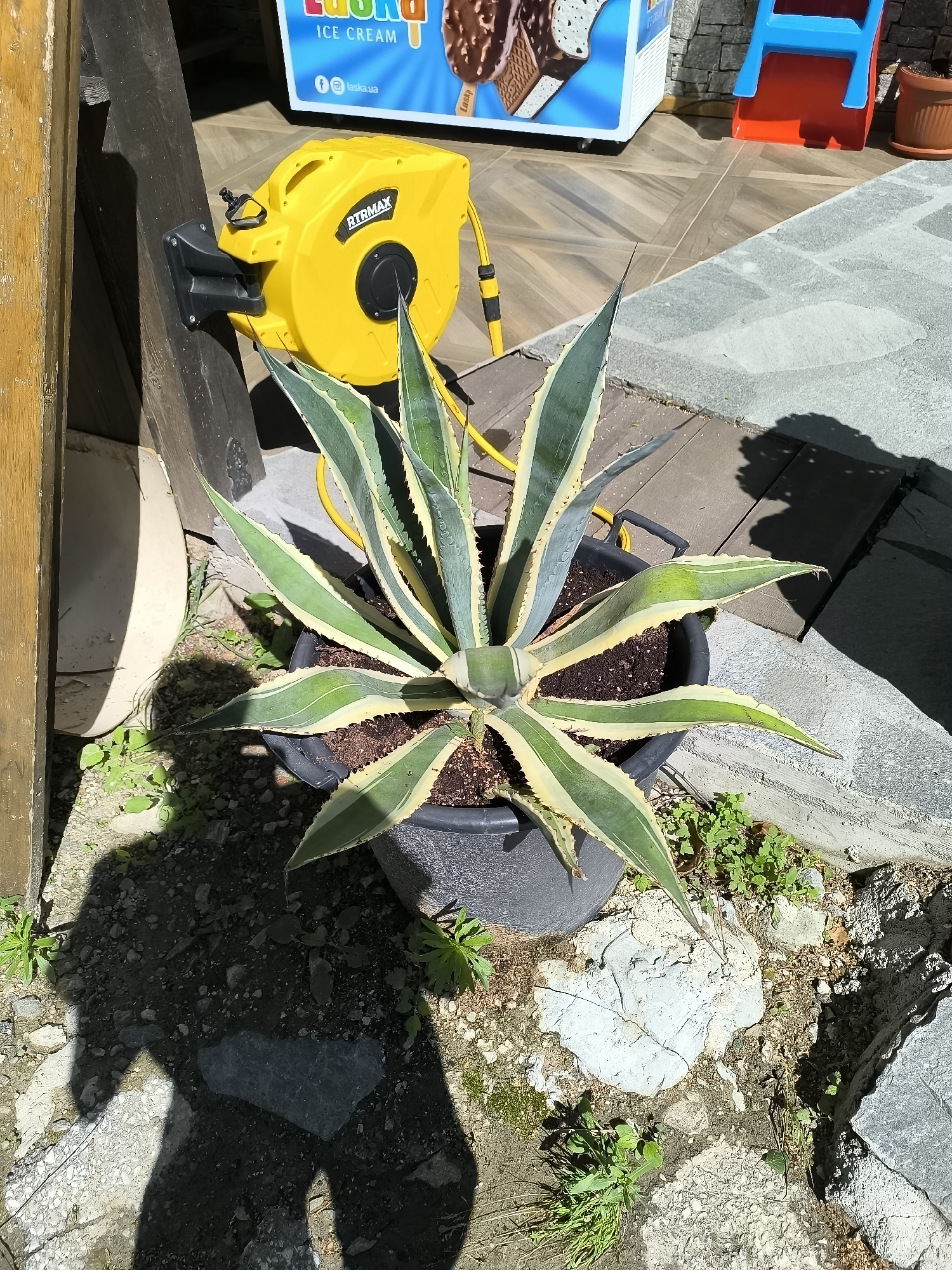 In Kovachevitsa, Bulgaria, an Agave plant with variegated green and yellow leaves is planted in a dark pot. The pot sits on a textured surface with gravel and small plants growing around it. Behind the plant, a yellow hose reel with the brand "RTRMAX" is mounted on a wooden post. The reel is connected to a yellow hose. Further in the background, a portion of an ice cream display cooler is visible, featuring images of ice cream cones. To the right, colorful plastic playground equipment, specifically red and blue pieces, and a terracotta pot with a plant are present. The scene is illuminated by sunlight, casting distinct shadows.