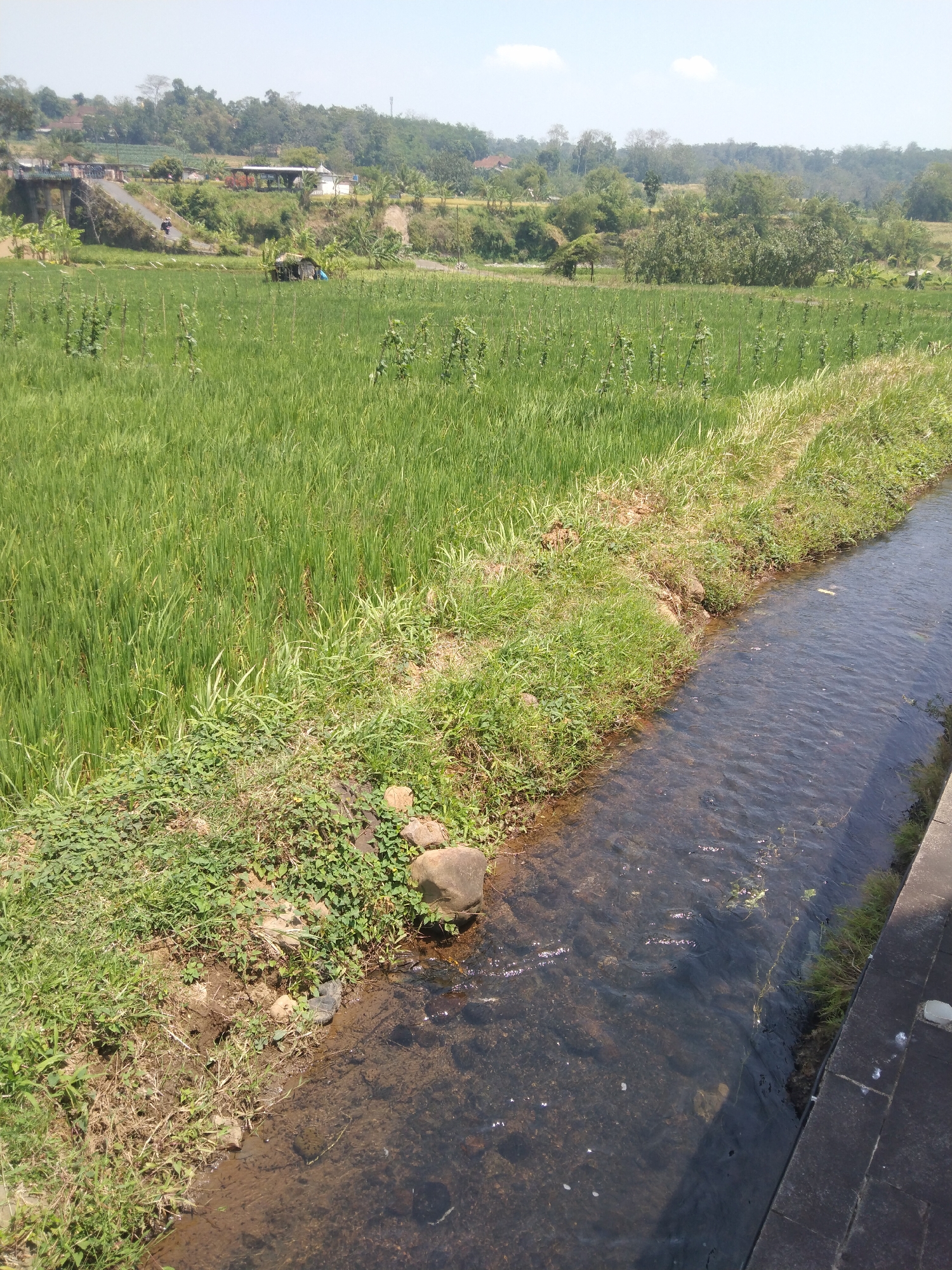 This image captures a rural scene in the city of Keling, Indonesia, likely a rice paddy field. In the foreground, a narrow, clear stream flows to the right, its rocky, sandy bottom visible through the water. The stream is bordered by a lush, green embankment covered in grass and small plants, with a few scattered stones. Beyond the embankment, a vast expanse of green rice stalks stretches into the midground. In the distance, a tree-covered hillside rises, dotted with scattered houses and buildings. The sky is a pale blue with a few wispy clouds, suggesting a bright, sunny day. There are no people visible in the scene, but the presence of a small, simple shack in the midground hints at human activity in the area.
