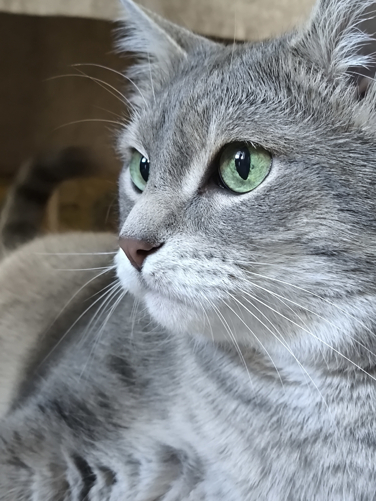 A close-up shot captures a gray tabby cat with striking green eyes. The cat's gaze is directed to the left of the frame, with its pink nose and white whiskers prominent. The background is softly blurred, suggesting an indoor setting with muted, warm tones. The fur exhibits a tabby pattern with darker gray stripes against a lighter gray base. The lighting highlights the texture of the fur and the luminosity of the cat's eyes. The image is sharp and detailed, focusing on the facial features of the feline subject.