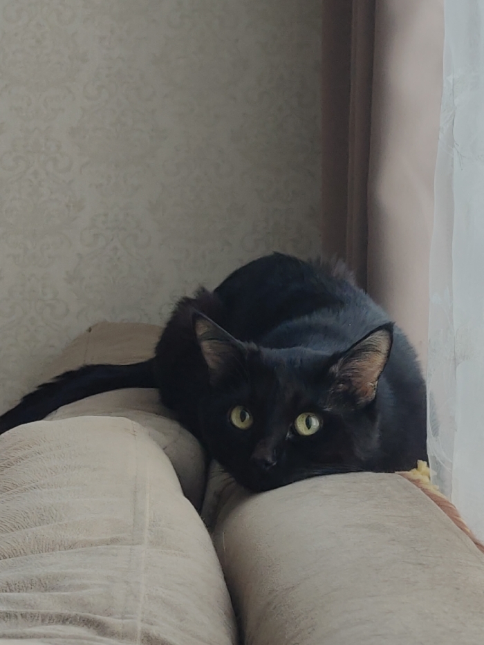 This image, captured indoors in Chaikovsky, Russia, depicts a black domestic cat (Felis catus) resting on light-colored, upholstered furniture. The cat's head and front paws are positioned on a cushion or armrest, with its dark body partially obscured. Its striking green-yellow eyes are wide and focused straight ahead, indicating alertness. A visible black tail extends leftward from its body. The furniture fabric is a light beige. To the right, near a window, the upholstery exhibits damage exposing yellowish foam. The background features a light-colored wall with a subtle damask pattern wallpaper on the left, and a window partially covered by a light brown curtain and a sheer white curtain on the right, admitting natural light.