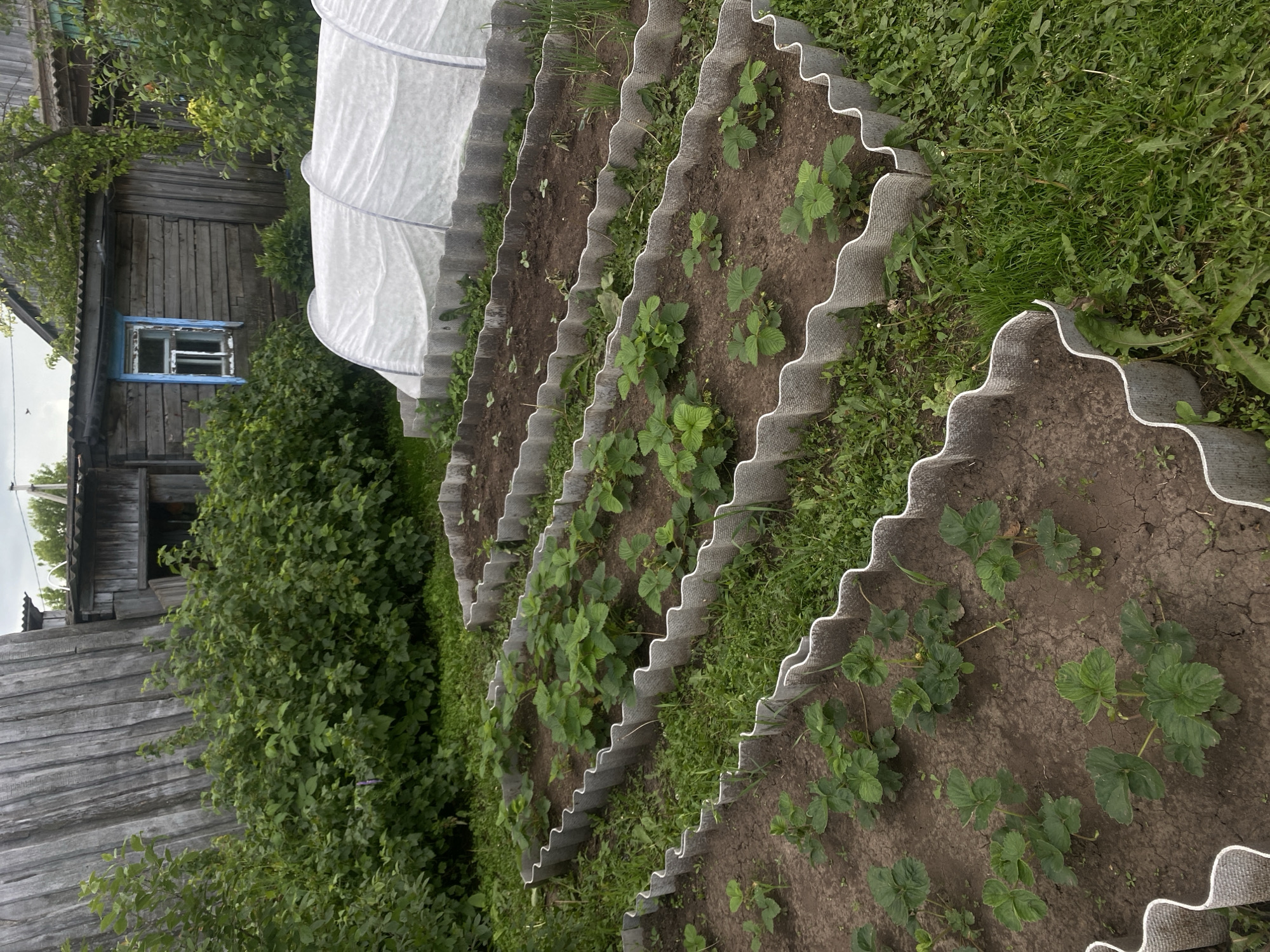 The image shows a rural garden scene in the village of Peshnevo, Russia. In the foreground, there are several raised garden beds with corrugated plastic borders, planted with young strawberry plants. Behind the garden beds, a white plastic tunnel greenhouse is visible. In the background, there is a rustic wooden building with a blue-trimmed window, surrounded by dense green foliage and trees. The ground is covered with grass and some scattered weeds. The overall impression is one of a domestic, agricultural setting.