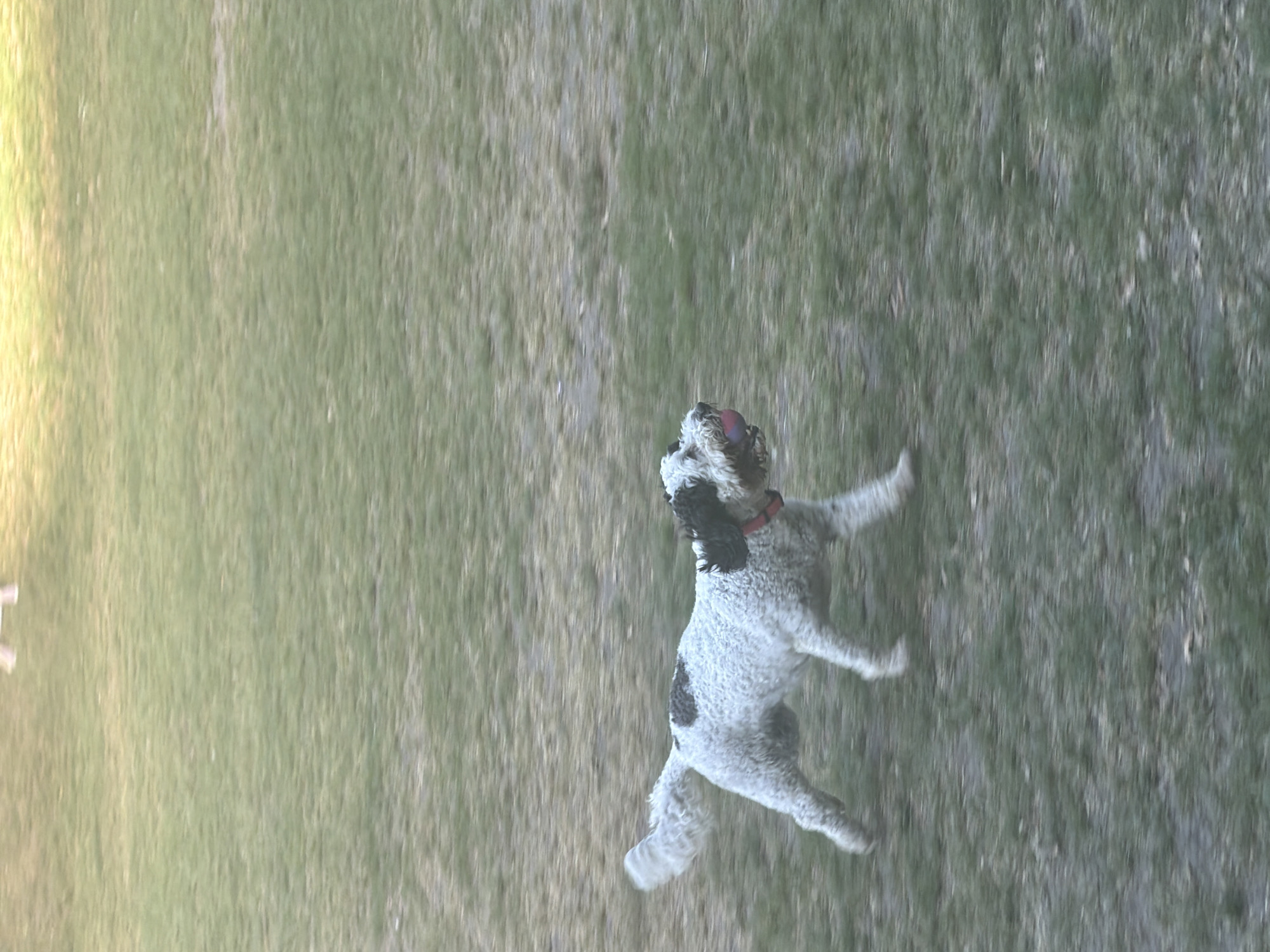 A dog jumps on a grassy surface. The dog is primarily white with black markings and wears a red collar. The surface appears to be grass, possibly in a park. The location cannot be determined from the image.