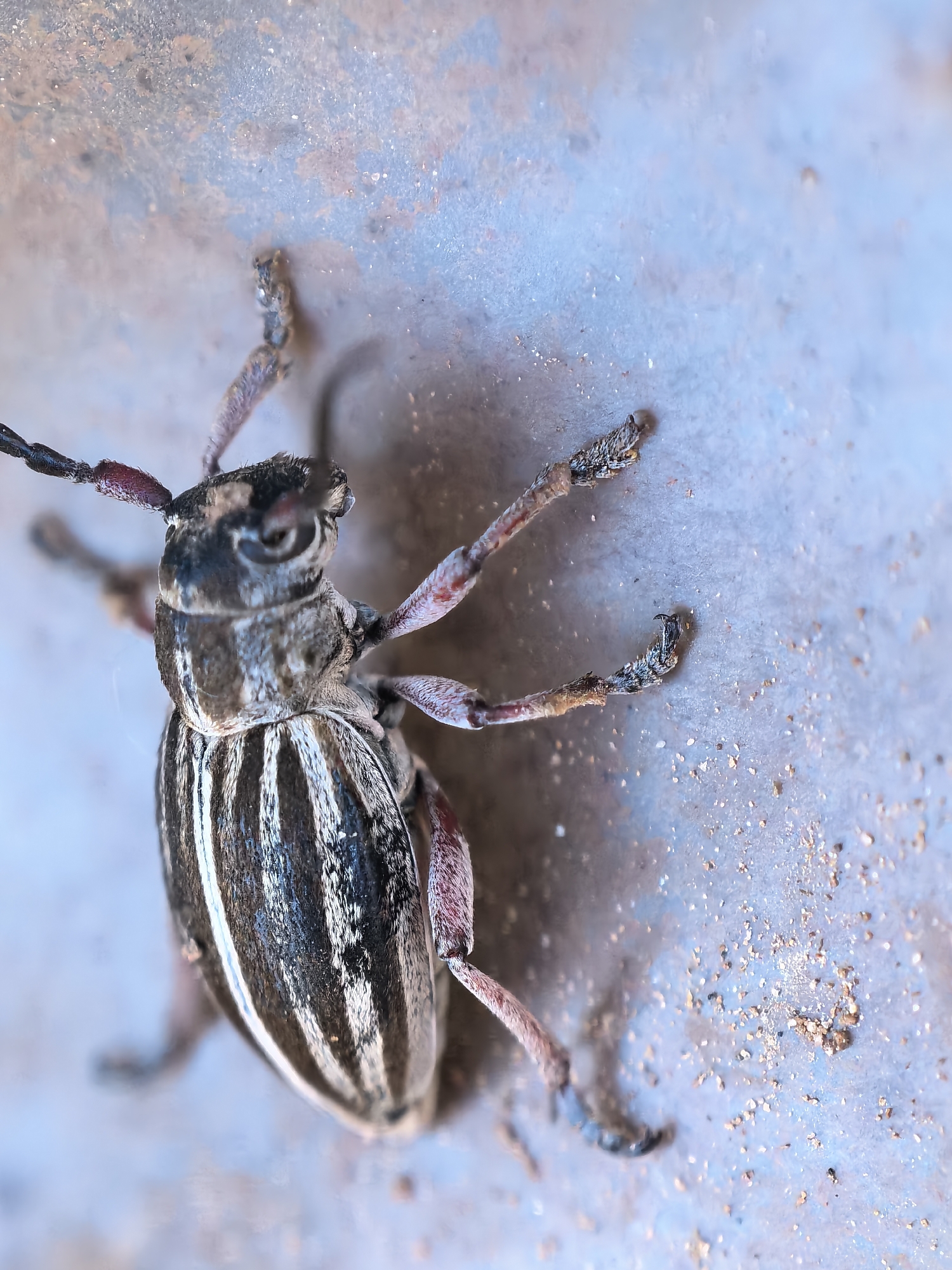 A close-up, high-magnification macro photograph depicts a beetle, likely a longhorn beetle, resting or crawling on a textured, weathered surface. The beetle is positioned diagonally across the frame, with its head towards the upper left and its body extending towards the lower right.
The primary subject is the beetle, characterized by its distinctive striped pattern of alternating dark black/brown and off-white/light grey bands running longitudinally along its elytra (wing covers). Its head is dark, featuring prominent, segmented antennae that extend backward, with some segments displaying a reddish-brown hue. Compound eyes are visible on the sides of its head. The beetle has six segmented legs, also with reddish-brown accents, ending in visible claws, which appear to grip the rough surface. Its body texture seems slightly ridged or hairy.
The beetle is the sole living subject. No people are present.
The setting appears to be an outdoor or industrial environment, indicated by the background surface. This surface is predominantly blueish-grey with patches of reddish-brown or orange, suggesting weathered paint, rust, or an aged metallic object. The texture is rough and uneven, with scattered granular specks that could be dust, dirt, or rust particles. The background is significantly out of focus, creating a shallow depth of field that emphasizes the sharp details of the beetle.
There is no specific activity depicted beyond the beetle being stationary or moving slowly. The time of day, weather, and specific location cannot be determined from the image. There is no visible text.