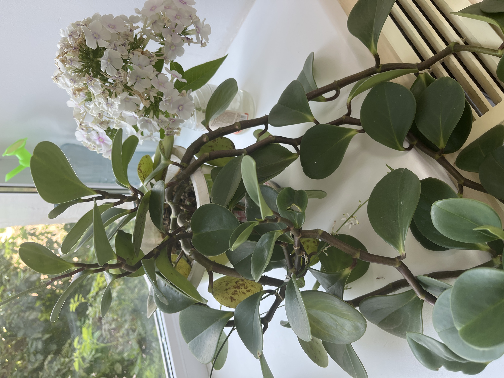 This is a close-up, eye-level shot of a houseplant with thick, dark stems and large, glossy green leaves. Some of the leaves have yellowing with brown spots. The plant is in a white pot. To the right of the houseplant, there is a cluster of delicate white flowers with hints of pink, possibly phlox, in a glass jar with a small amount of clear liquid. A small green watering can is visible at the top left of the frame, behind the plant. The background shows greenery through a window, suggesting an outdoor view. The scene appears to be indoors, possibly on a windowsill, given the presence of a white surface and what looks like a radiator or vent cover with slats at the bottom right. The lighting suggests it is daytime. No people are visible. This image was taken in Blagoveshchensk, Russia.