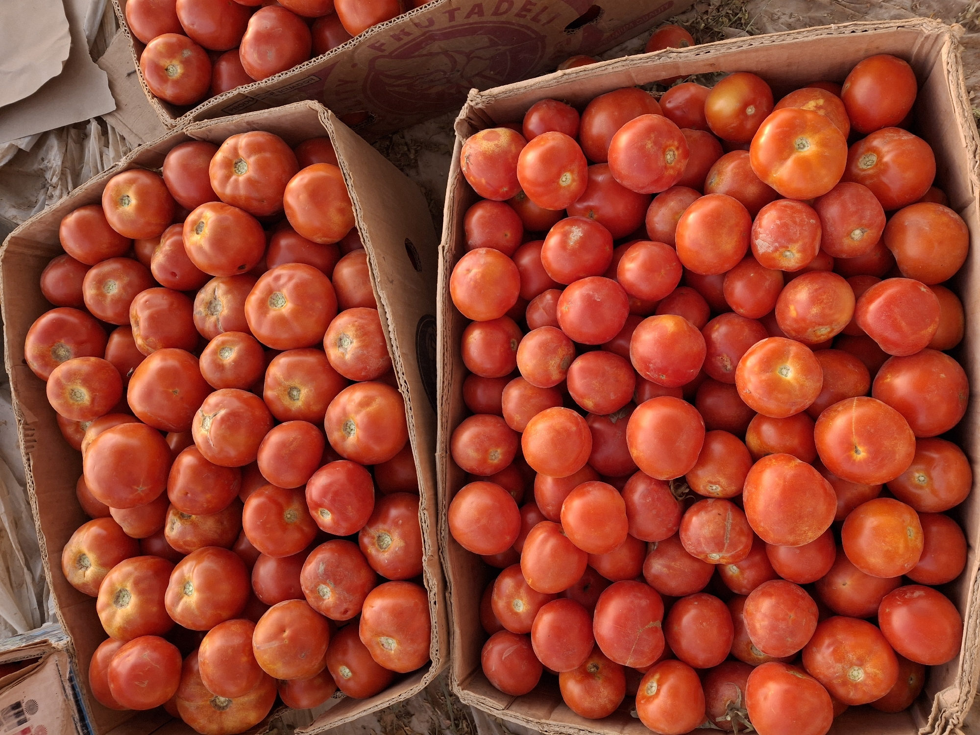 Two open cardboard boxes are filled to the brim with ripe red tomatoes. The boxes are stacked and appear to be outdoors, possibly at a market or farm stand, with dried leaves or dirt visible on the ground. The tomatoes are round and vary slightly in size and shade of red, with some showing subtle imperfections. The overall impression is one of abundance and fresh produce.