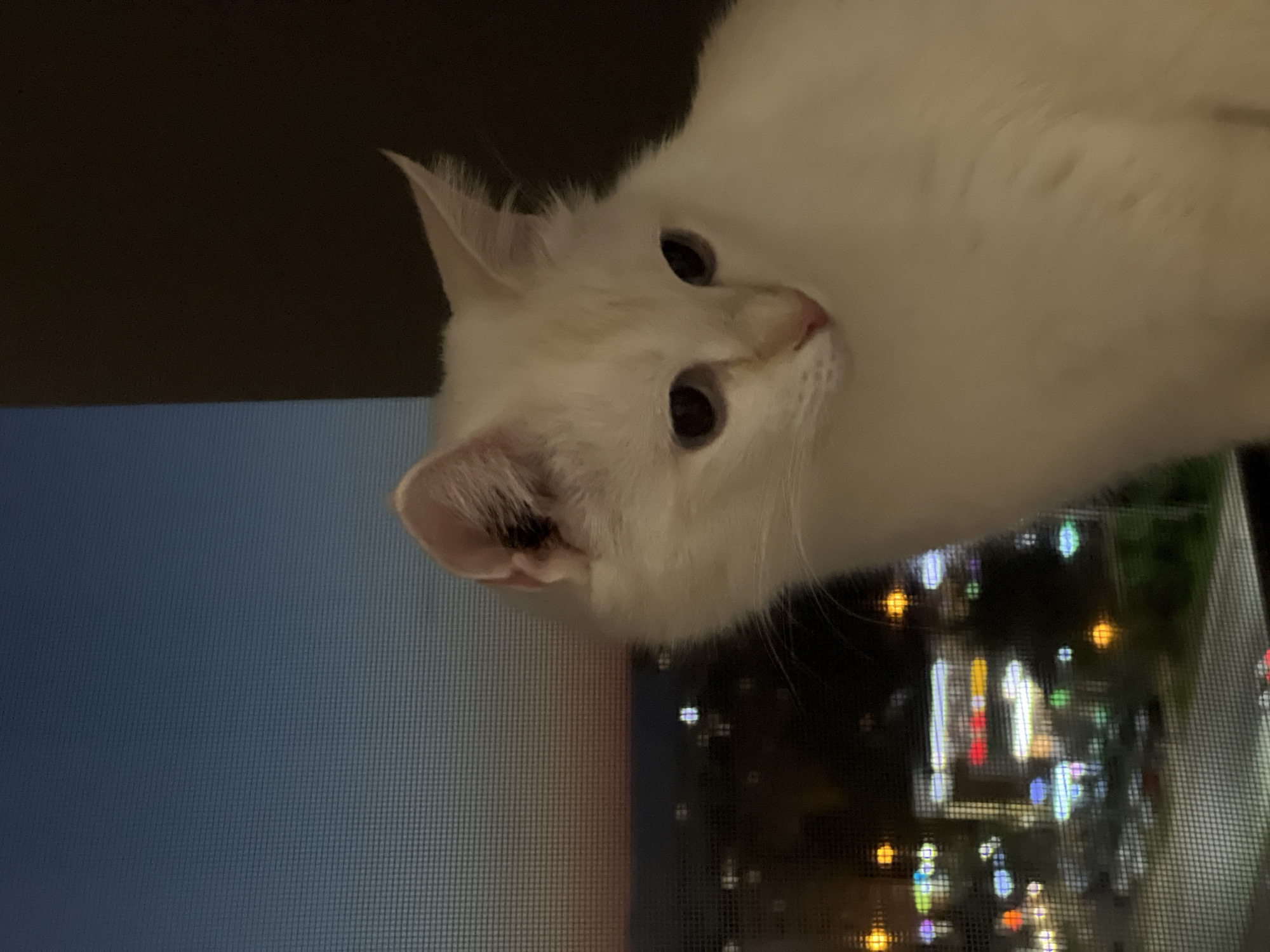 A white cat with blue eyes sits by a window looking out at a city at dusk. The sky is a gradient of blue and orange. City lights are visible in the background, blurred by the window screen. The cat is the main subject, positioned in the foreground and taking up most of the right side of the image. Its fur is fluffy and white. The background shows a twilight cityscape.