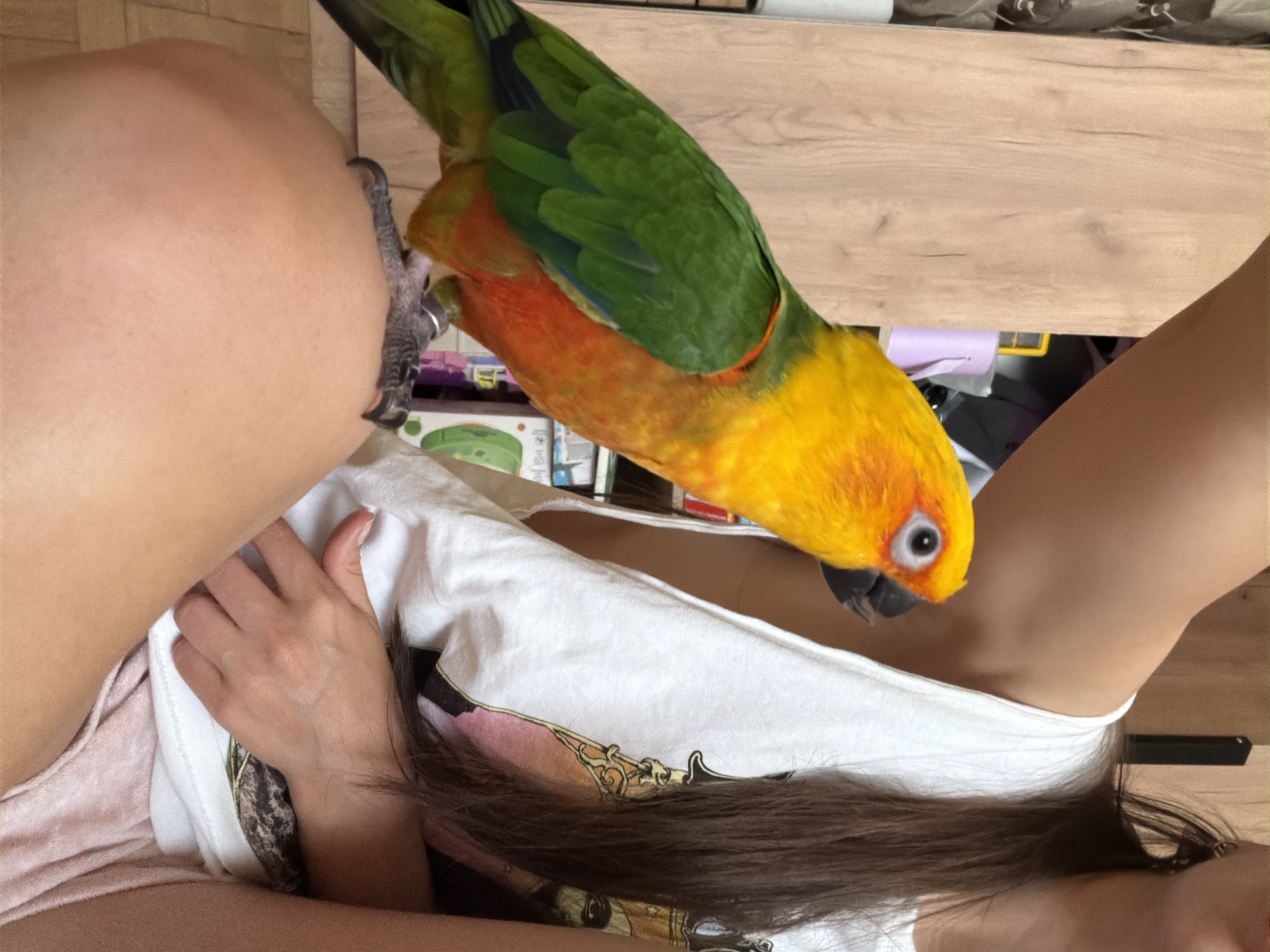 A person is sitting down, wearing a white t-shirt and pink shorts. A Sun Conure parrot is perched on the person's shoulder. The background appears to be the interior of a room with wooden drawers. There is no evidence of a location within the city of Khimki, Russia.