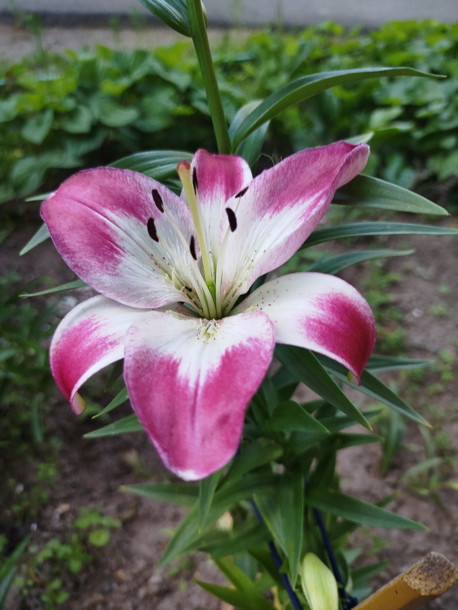 A close-up, eye-level shot captures a bi-colored lily in bloom, its petals transitioning from white at the center to a vibrant pink at the edges. The lily is the primary subject, positioned slightly off-center to the left, and its stamens, tipped with dark anthers, are visible within the flower's opening. The lily is surrounded by its own lush green leaves, which create a natural backdrop. In the background, out-of-focus green foliage suggests a garden or park setting. The ground beneath the plant appears to be composed of dark soil with some sparse, low-lying green plants. The lighting suggests it is daytime, likely outdoors. The image does not contain any specific landmarks or details that would allow for pinpointing a location within Navapolatsk, Belarus.