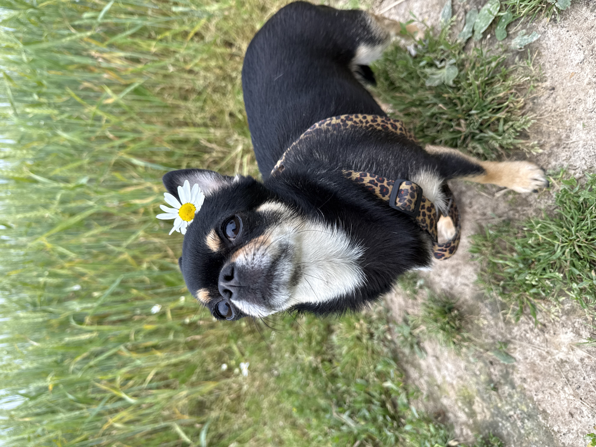 A black and tan chihuahua with a daisy behind its ear lies on grass and dirt. The dog is wearing a leopard print harness. The background is blurred green grass and a patch of dirt. The image appears to be taken outdoors on a sunny day. The scene is peaceful and showcases the dog enjoying its surroundings.