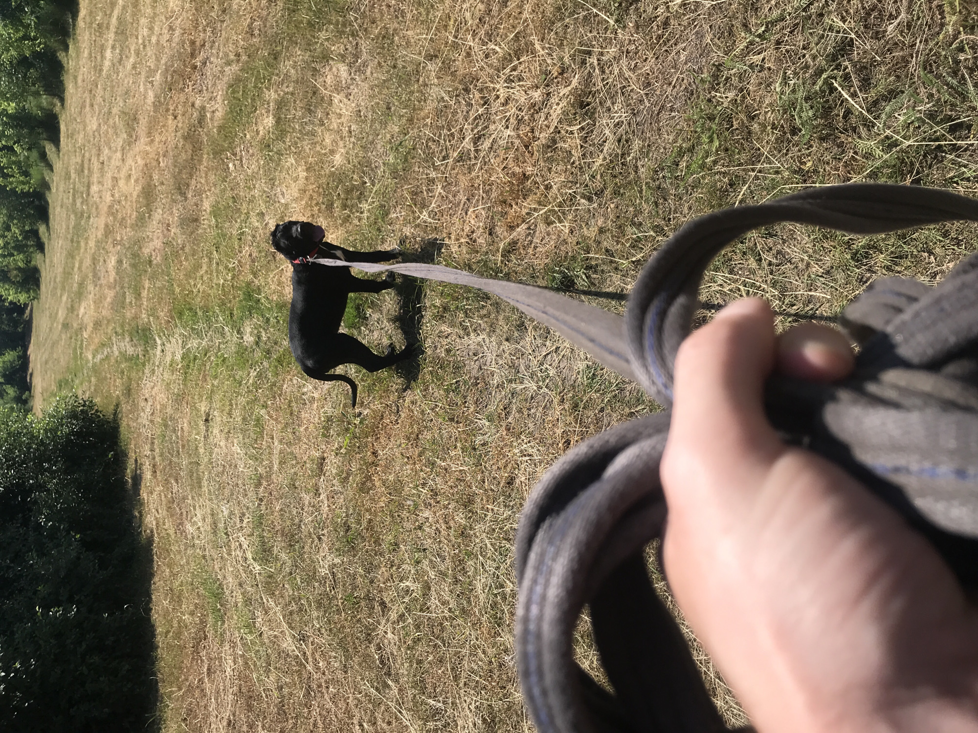 A first-person perspective shows a hand holding a thick, gray leash, its slack coiled in the foreground. The leash extends into the distance, attached to a black dog standing on a dry, grassy field. The dog, facing the camera, wears a red collar and has its tongue slightly out. The field appears to be a park or a rural area, with trees lining the horizon. The ground is covered in parched grass and some scattered green vegetation. The scene is bathed in bright sunlight. The location is not specified as Kharkiv, Ukraine.