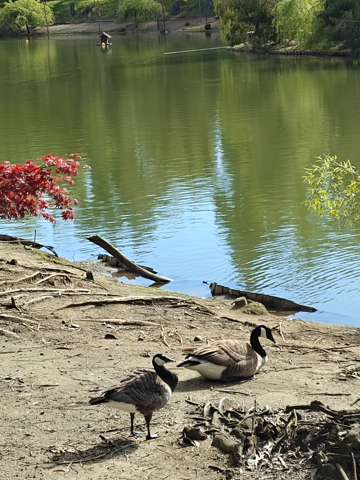 This daylight outdoor photograph captures a tranquil scene at a lake or large pond in Shekvetili, Georgia. The foreground features two geese on a dry, earthy bank, which is covered with visible tree roots and small debris. One goose stands upright, facing left, while the other rests on the ground, looking towards the right. Both geese have the characteristic black neck and head with a white chin strap of Canadian Geese, and brown/grey bodies with white undersides.
The midground is dominated by the calm water, which reflects a mix of green from the surrounding trees and patches of blue from a clear sky, indicating sunny weather. Gentle ripples are visible on the water's surface. A vibrant red-leafed tree, possibly a Japanese maple, extends into the frame from the left, adding a splash of color. Near the water's edge, a large piece of wood or a fallen branch is partially submerged.
In the background, the water extends further, with lush green trees lining the distant banks. A small, floating wooden birdhouse, accompanied by a yellow spherical object, is visible on the water in the distance. The overall scene conveys a peaceful natural setting with wildlife. There is no visible text in the image.