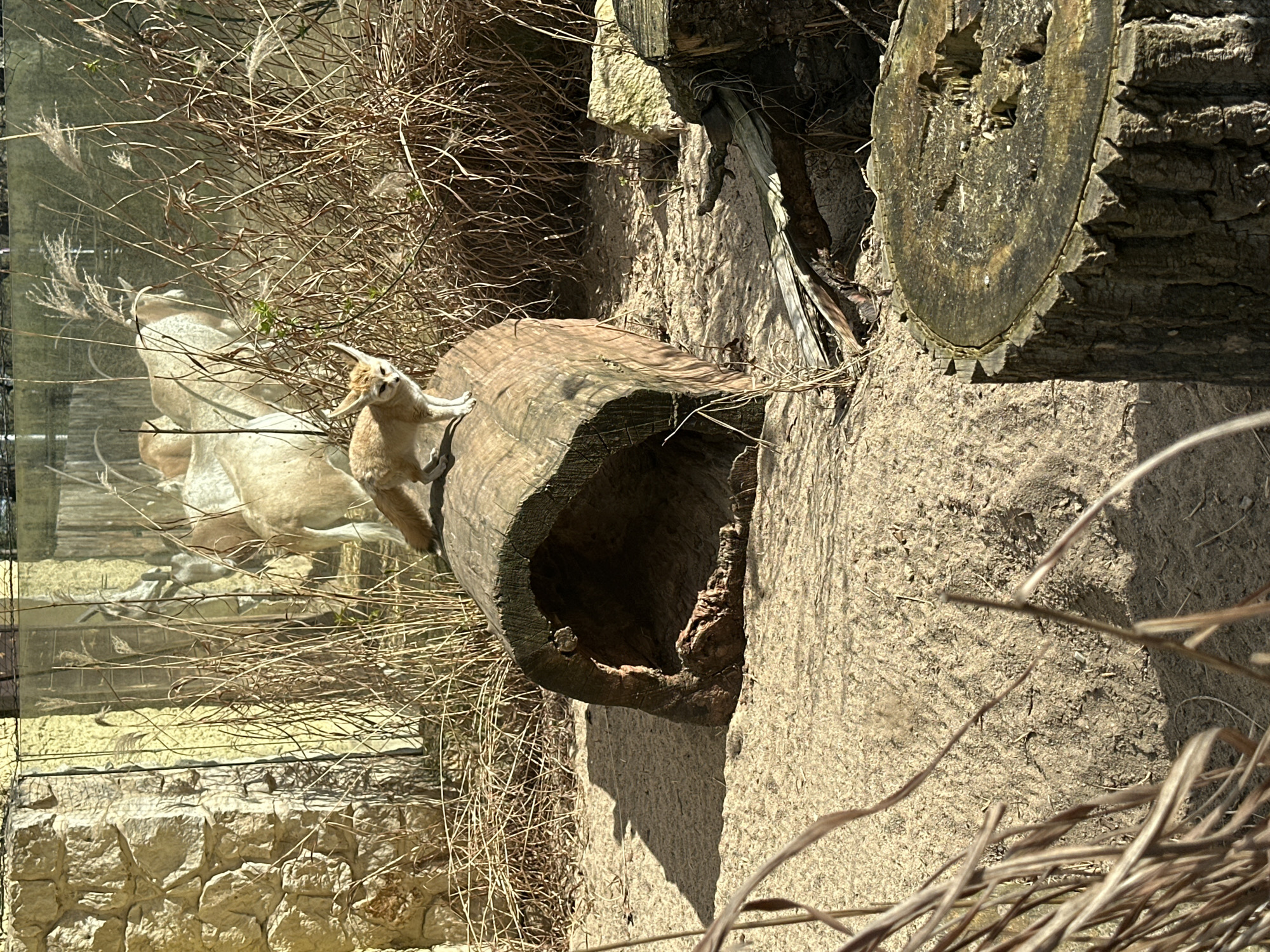 The image depicts a caracal inside a zoo enclosure. The animal, with its distinctive elongated ears, is perched on a hollow log. Beyond the log is dry vegetation and what appears to be a glass barrier, behind which a painted mural is visible. The enclosure is constructed of stone blocks near the bottom. The scene is taken in the city of Wrocław, Poland.