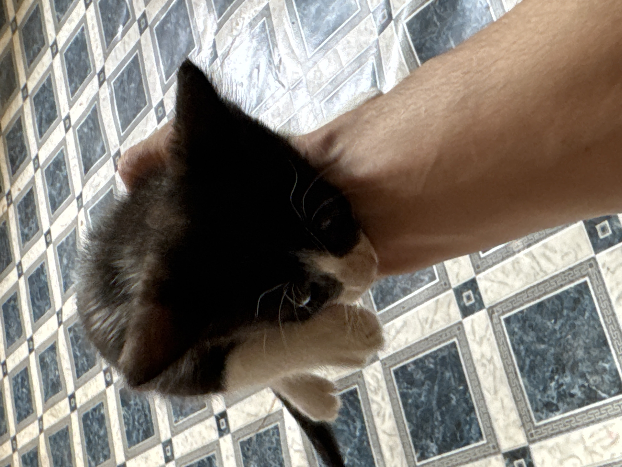 A black and white kitten is being held in a person's arm. The kitten's fur is mostly black with white patches on its chest and paws. The kitten's face is visible, with white markings around its nose and mouth. The person's arm is tanned and appears to be resting on a surface. The background is a tiled floor with a diamond pattern of black and beige squares. Some of the squares have a textured, marble-like appearance. The lighting suggests it could be indoors during the day. There is no visible text in the image.